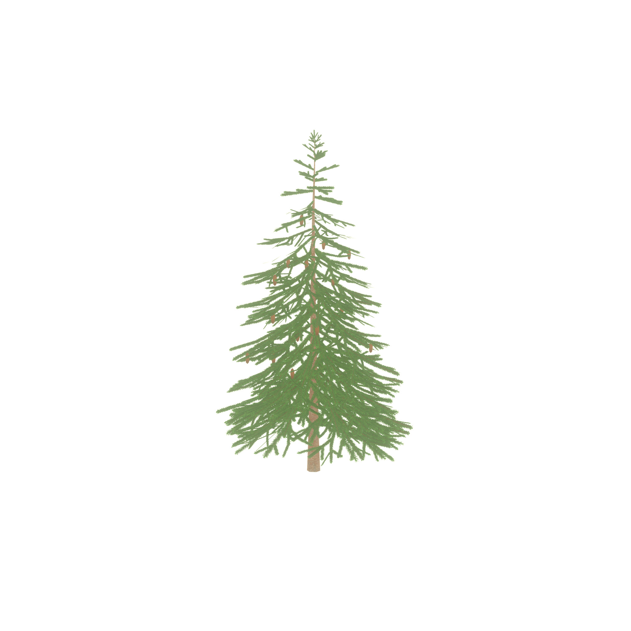 Spruce summer 4000mm Low-poly 3D model_42