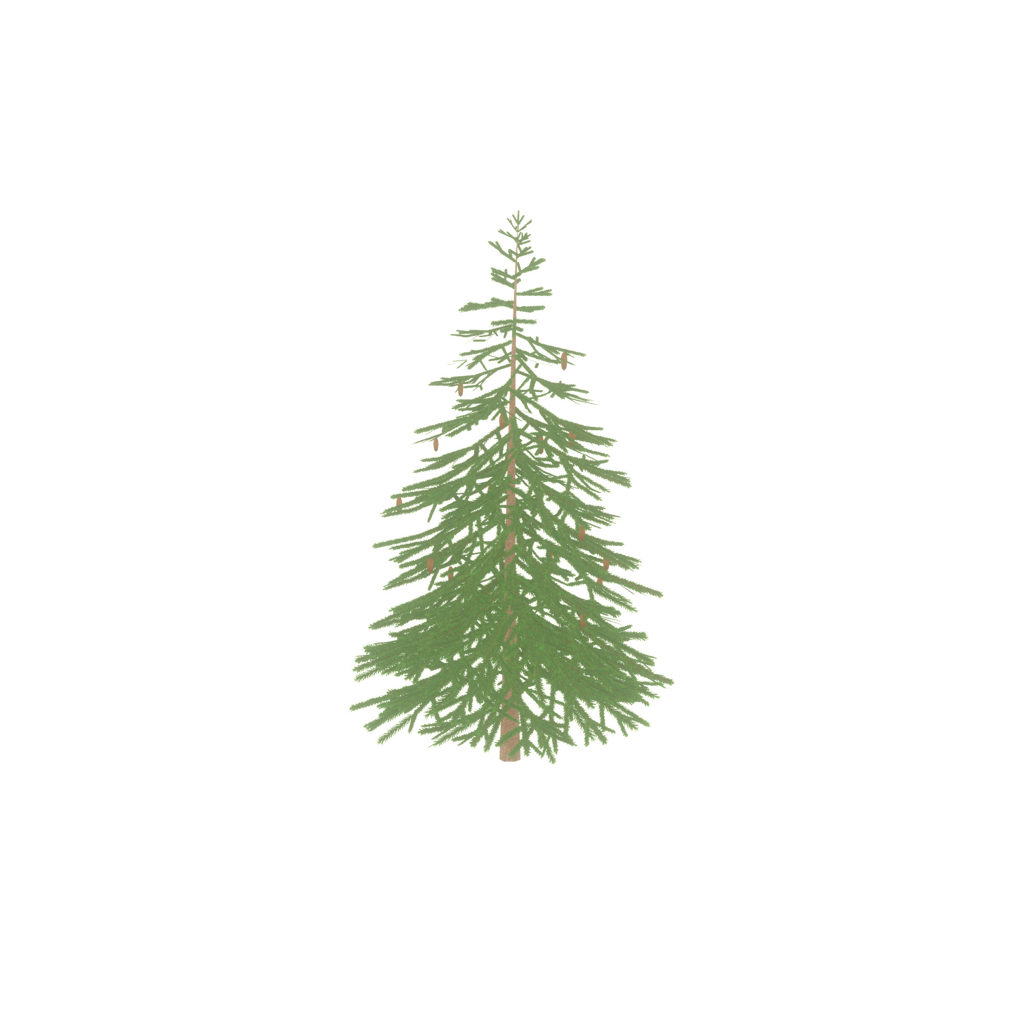 Spruce summer 4000mm Low-poly 3D model_52