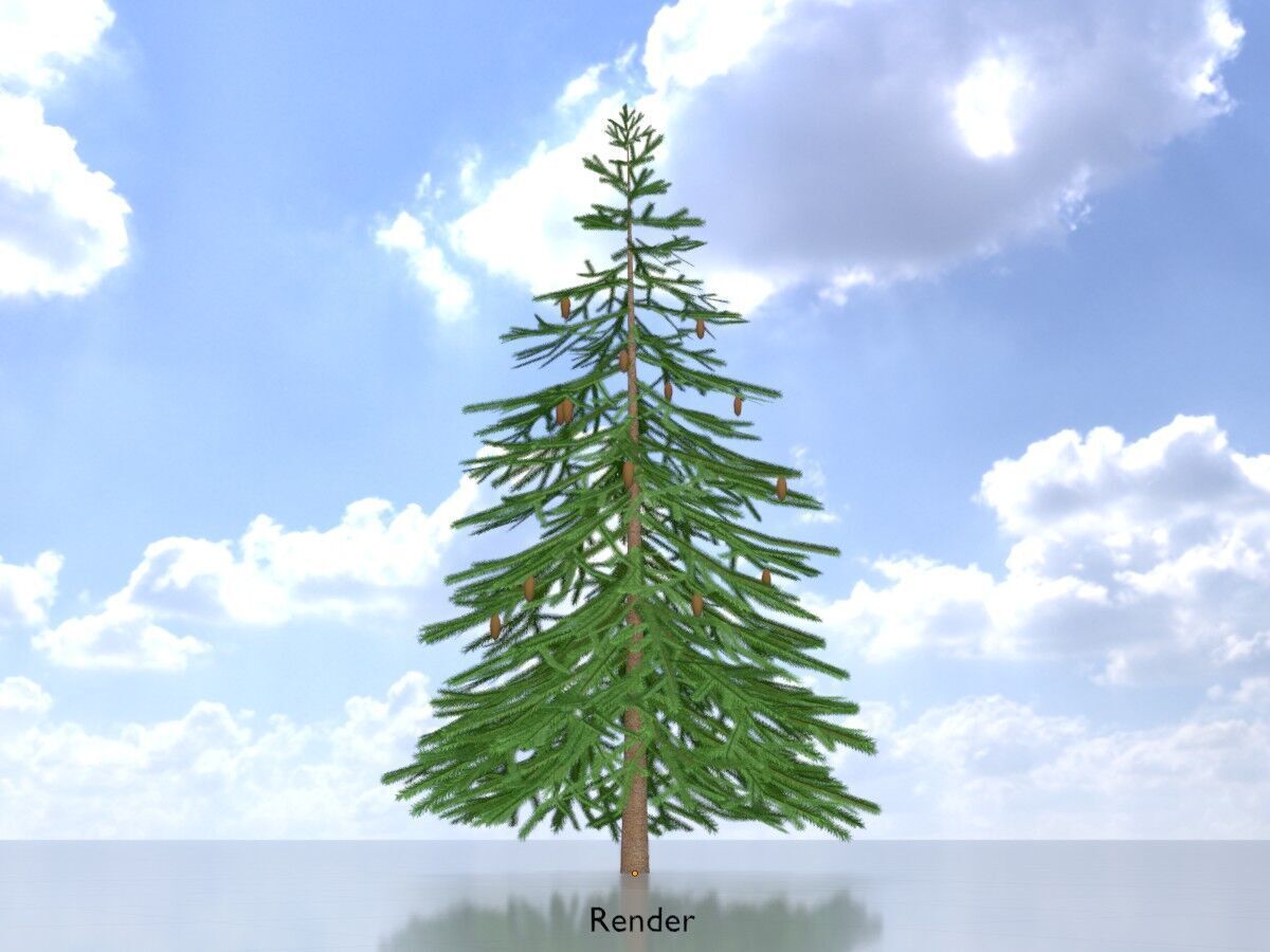 Spruce summer 4000mm Low-poly 3D model_13