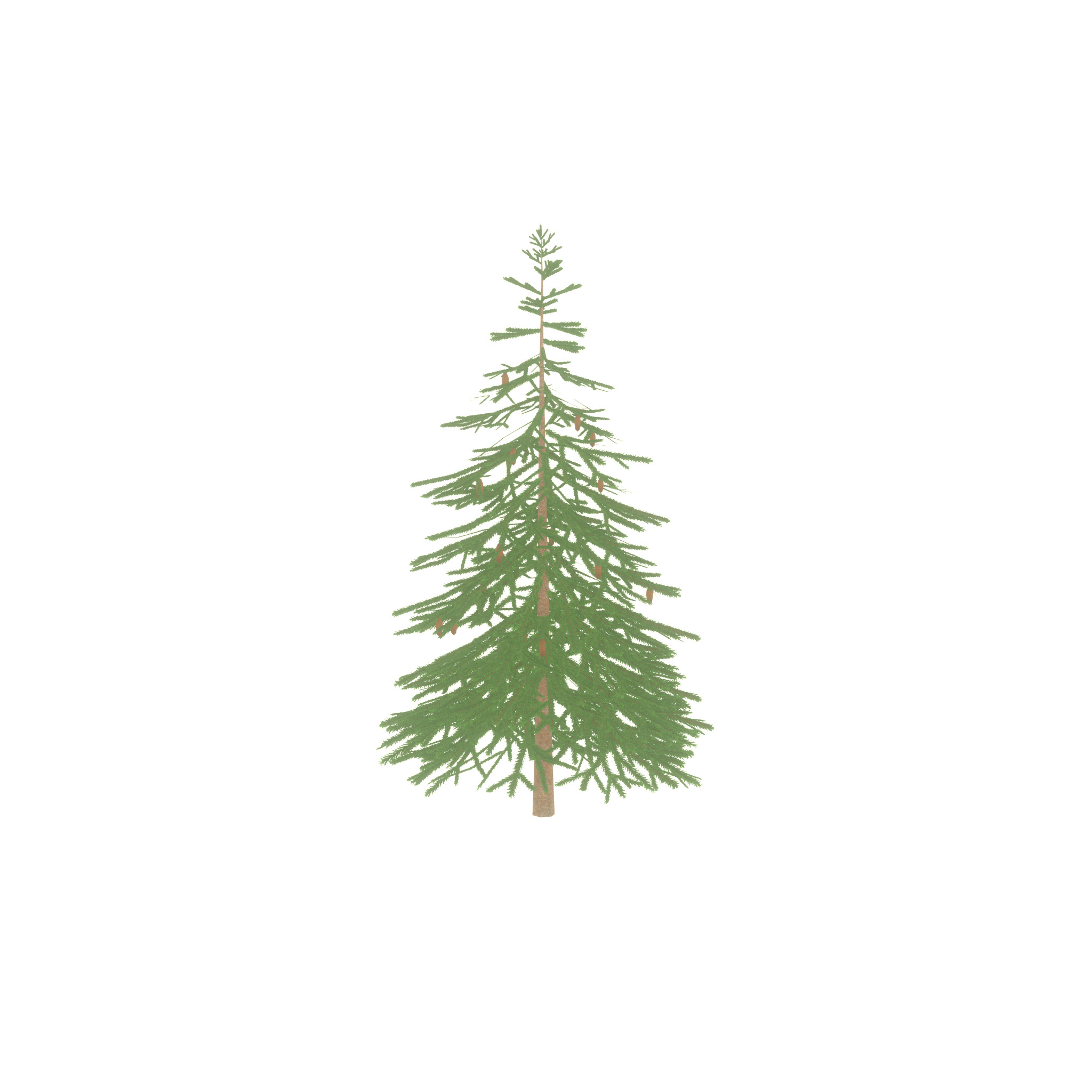 Spruce summer 4000mm Low-poly 3D model_40