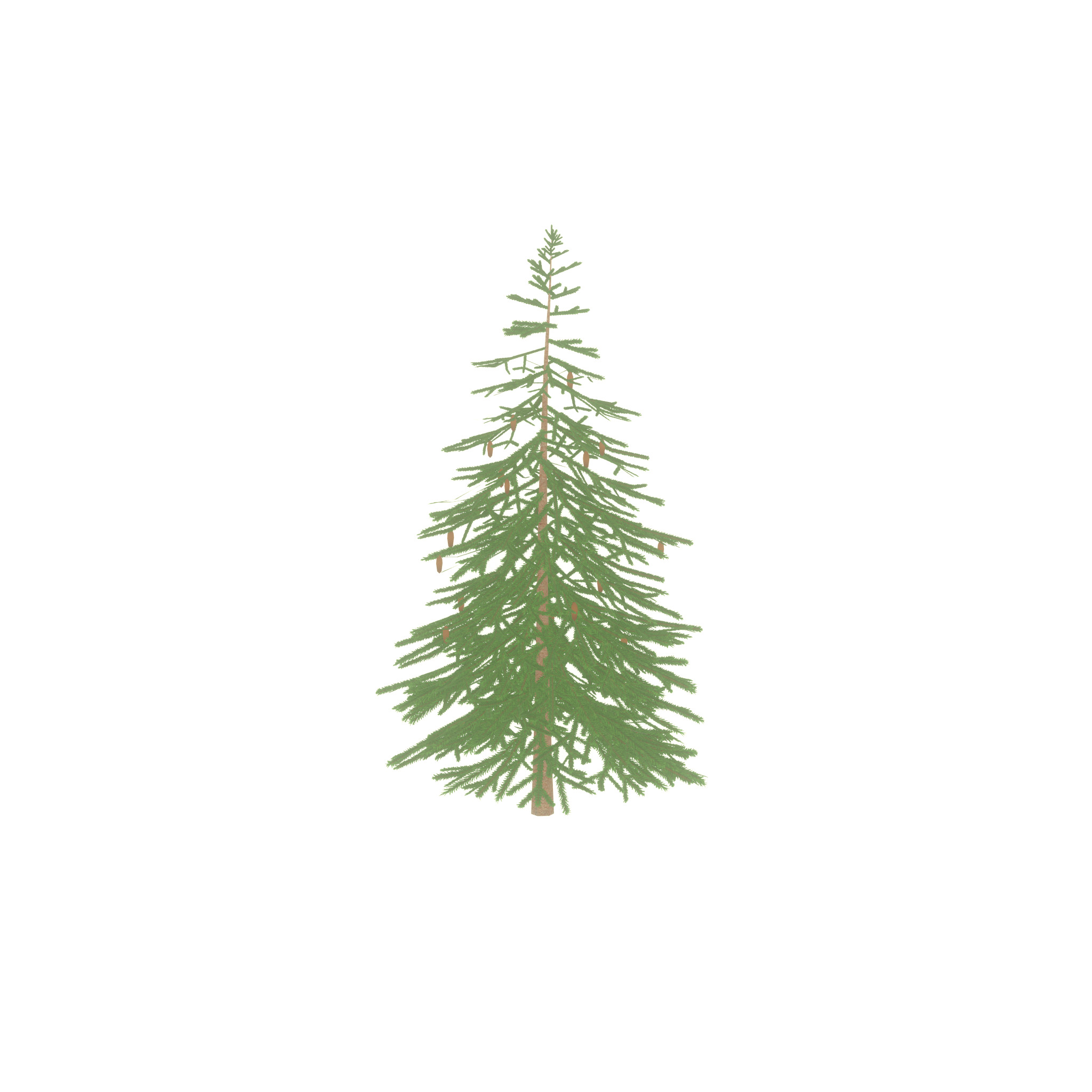 Spruce summer 4000mm Low-poly 3D model_48