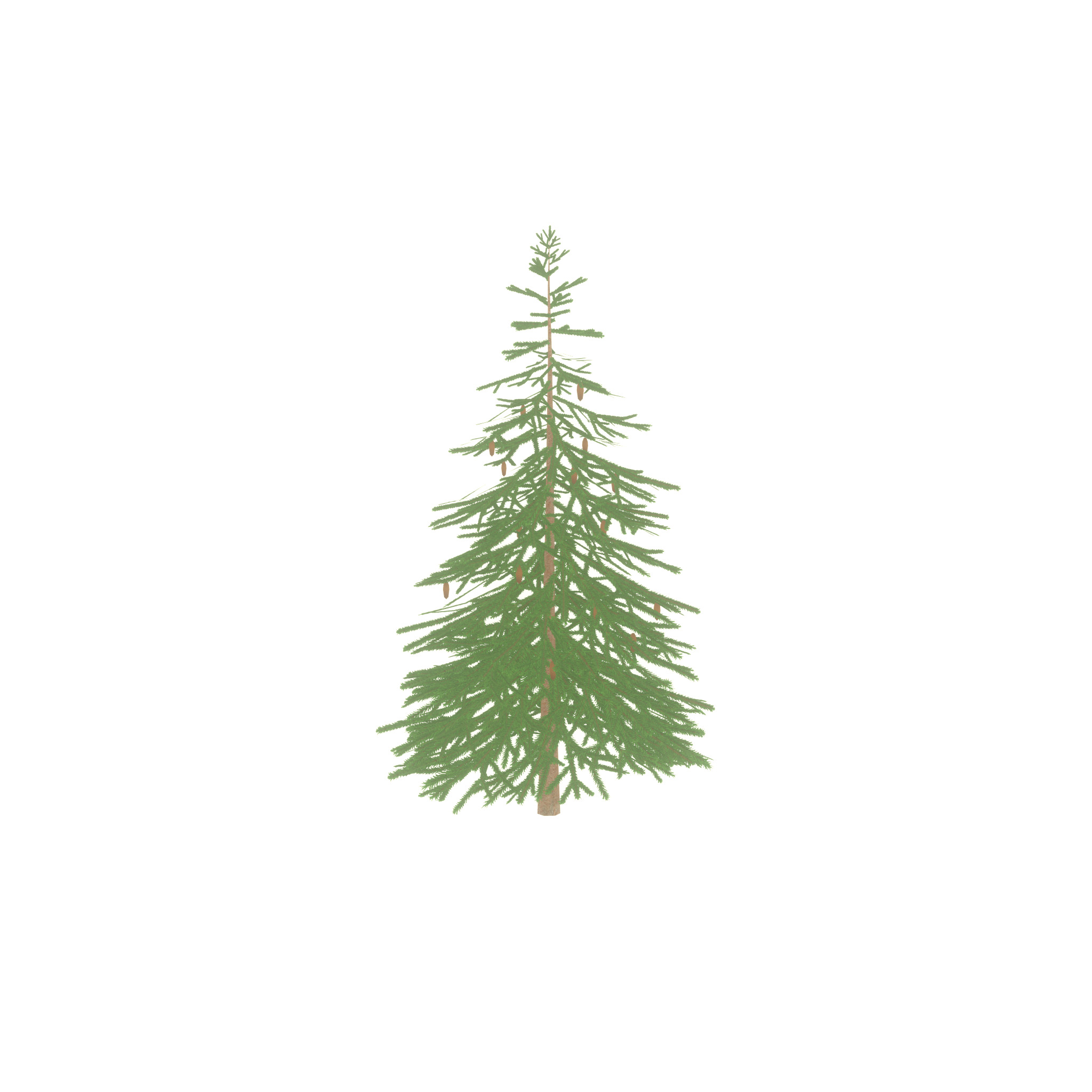 Spruce summer 4000mm Low-poly 3D model_22