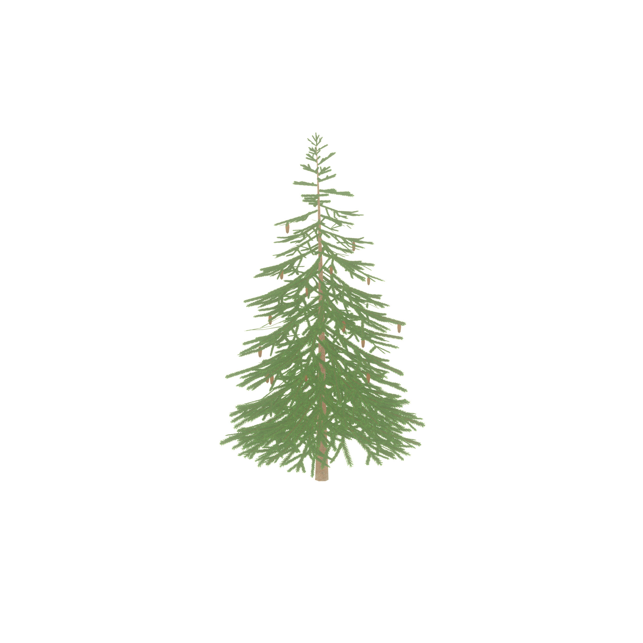 Spruce summer 4000mm Low-poly 3D model_35