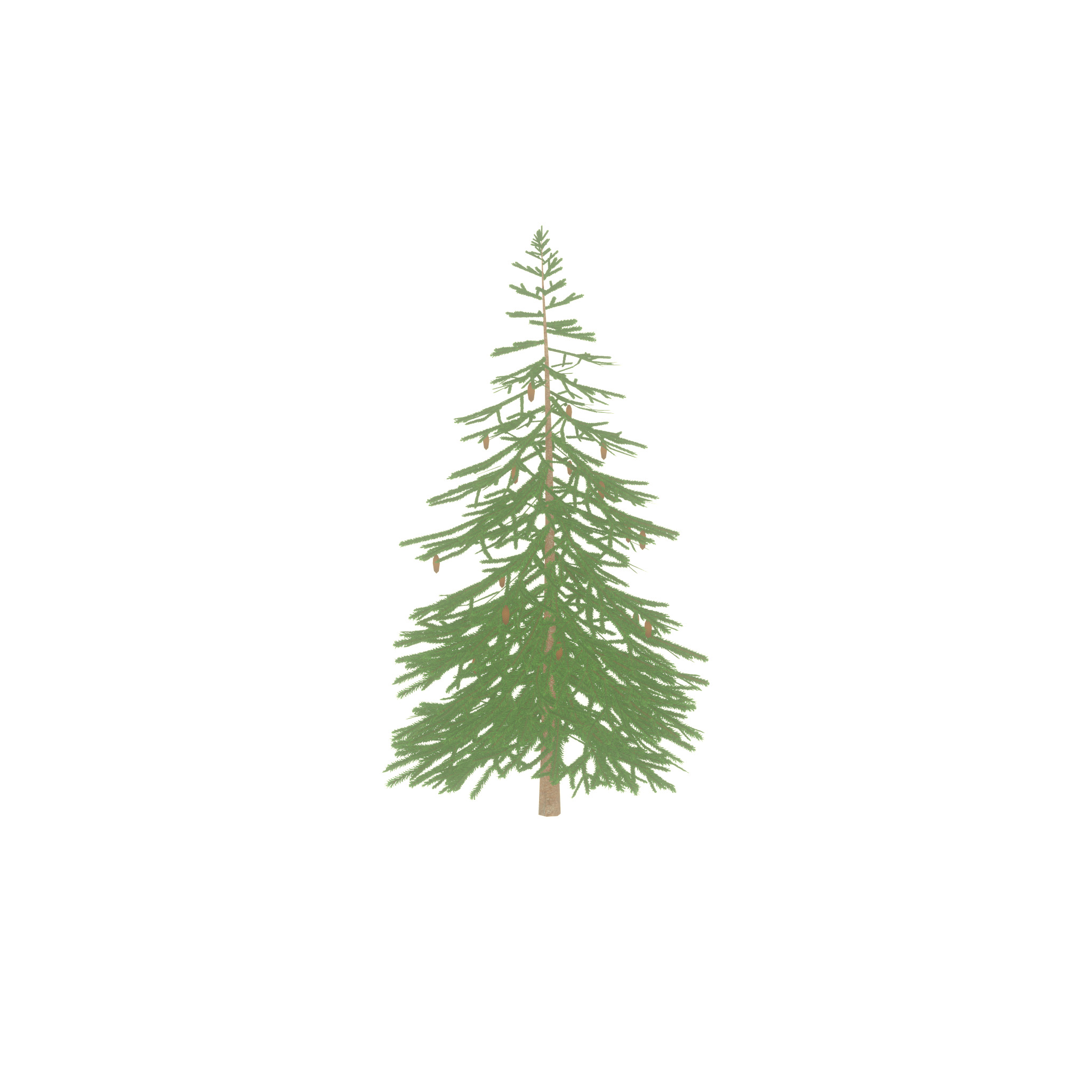 Spruce summer 4000mm Low-poly 3D model_27