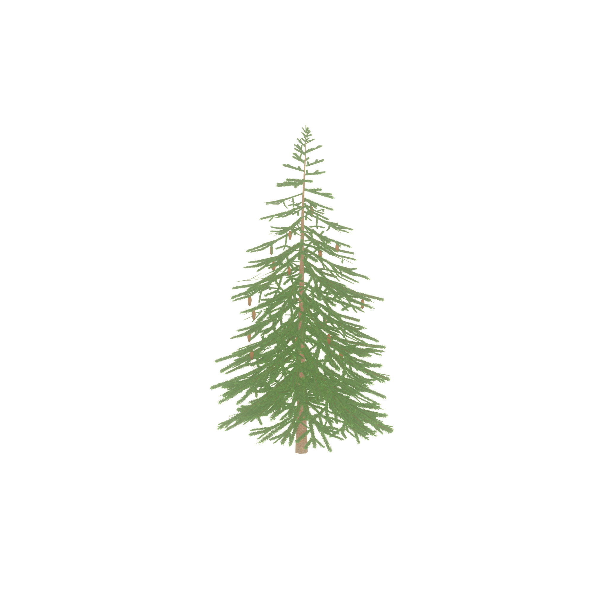 Spruce summer 4000mm Low-poly 3D model_47
