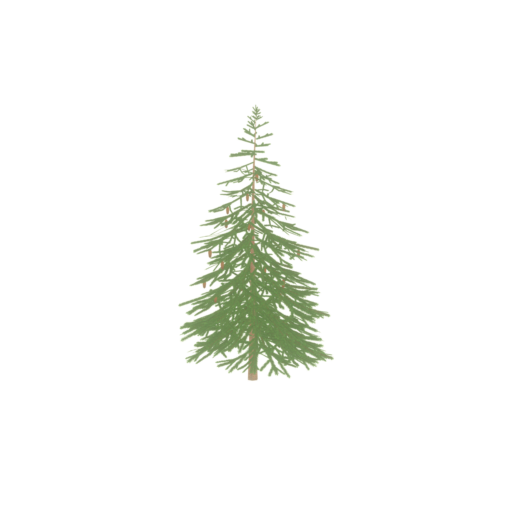 Spruce summer 4000mm Low-poly 3D model_46