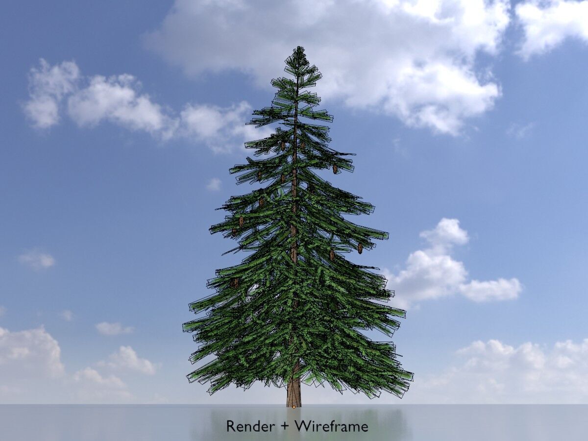 Spruce summer 4000mm Low-poly 3D model_6