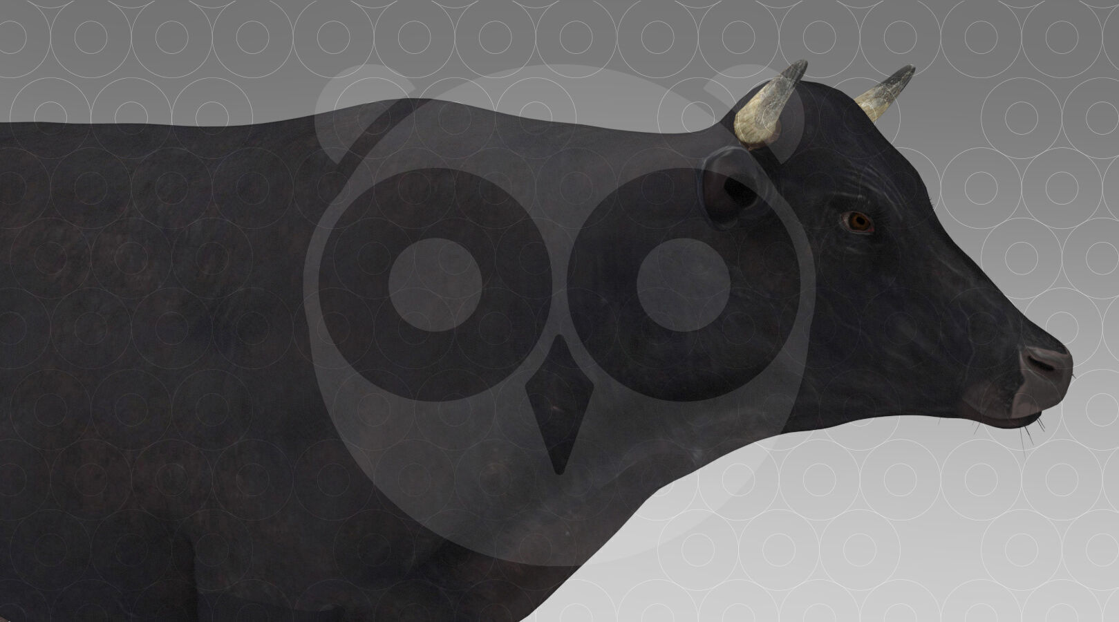 Black Cow Low-poly 3D model_1