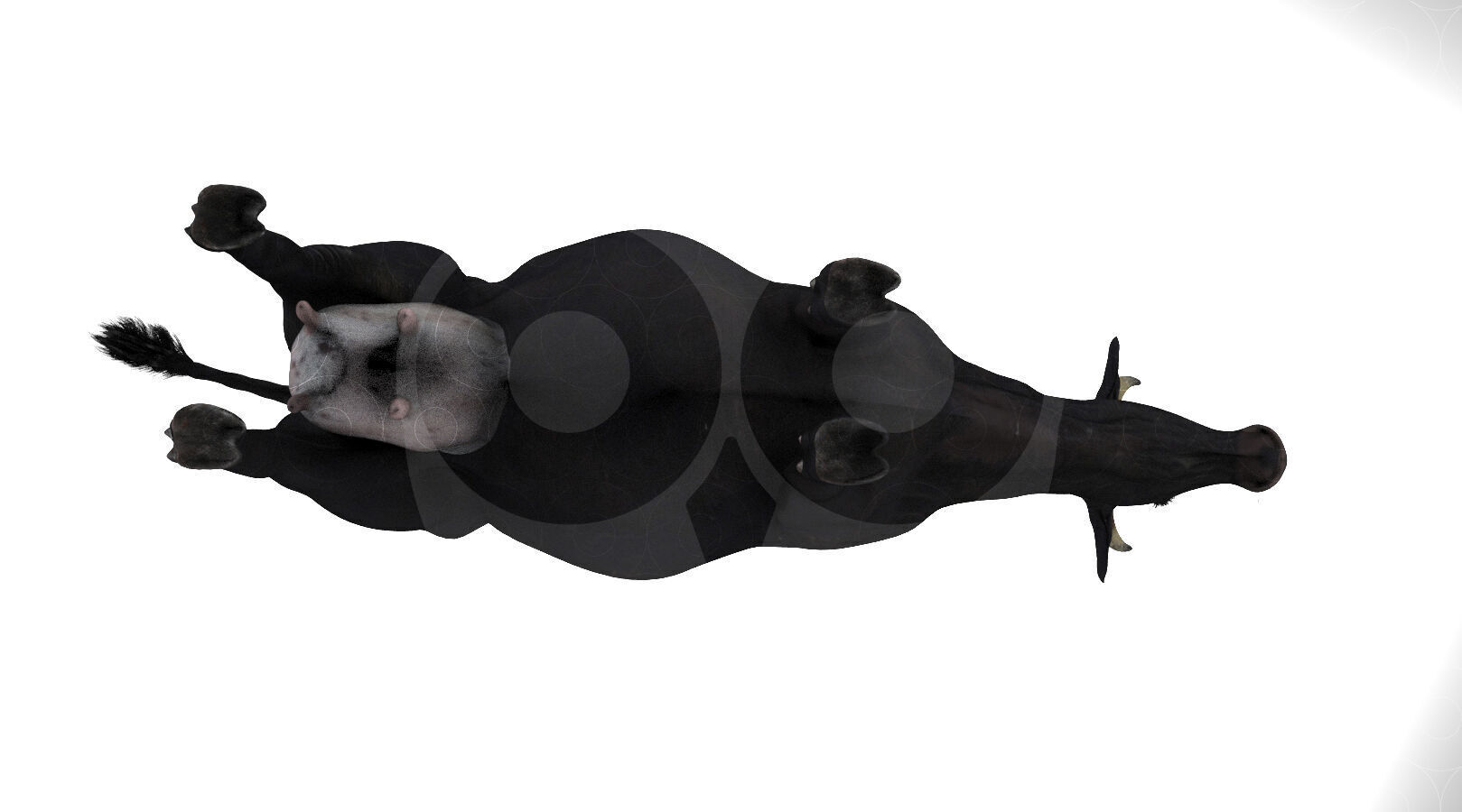 Black Cow Low-poly 3D model_4