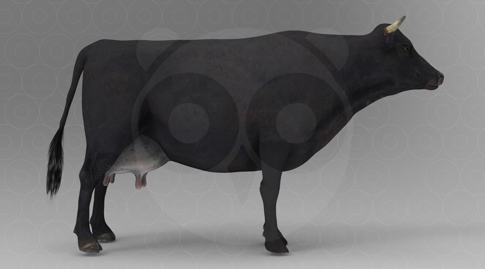 Black Cow Low-poly 3D model_3