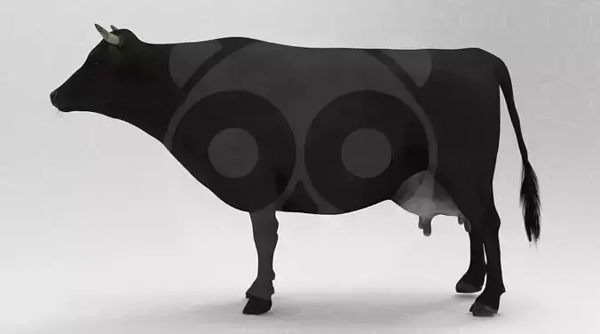 Black Cow