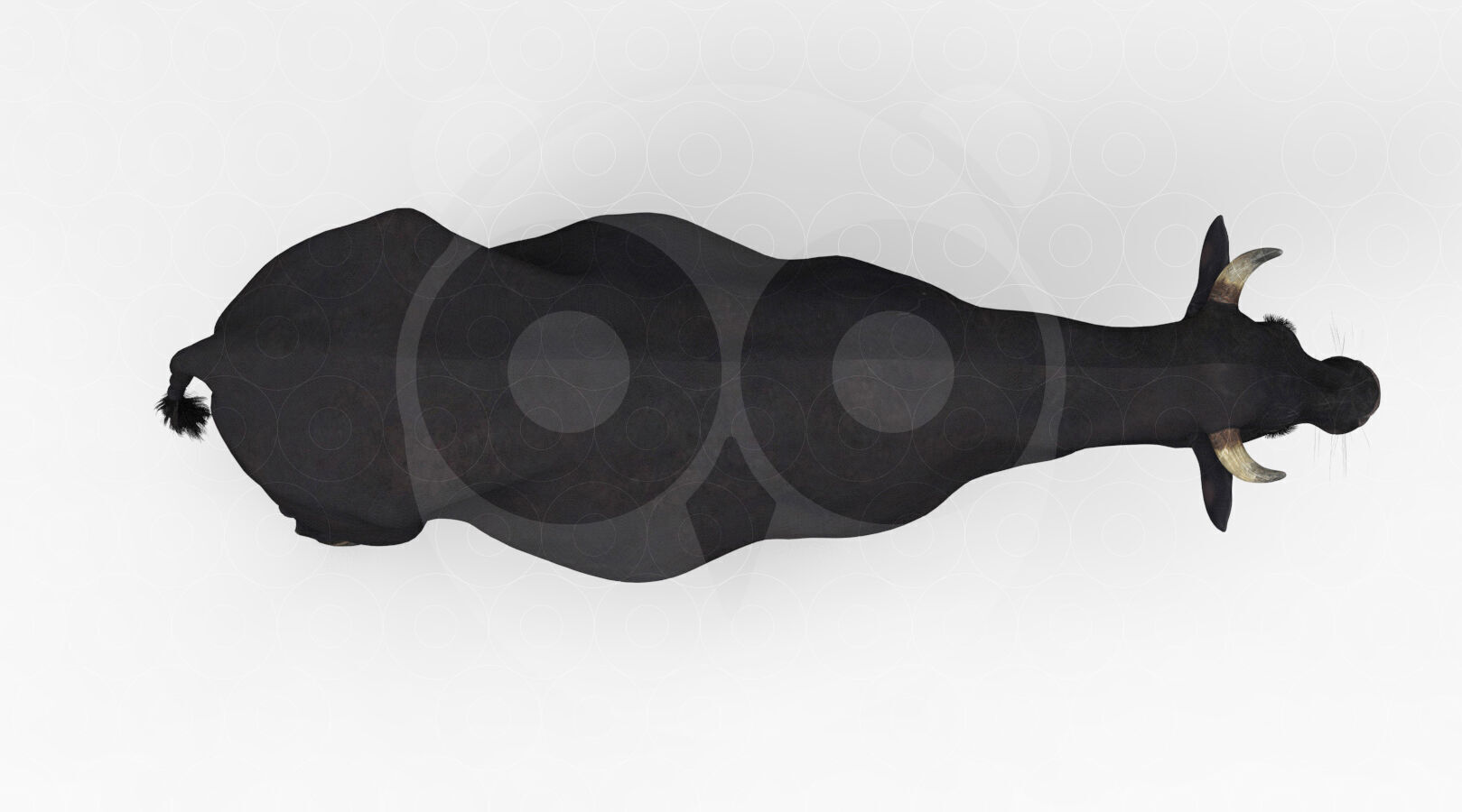 Black Cow Low-poly 3D model_2