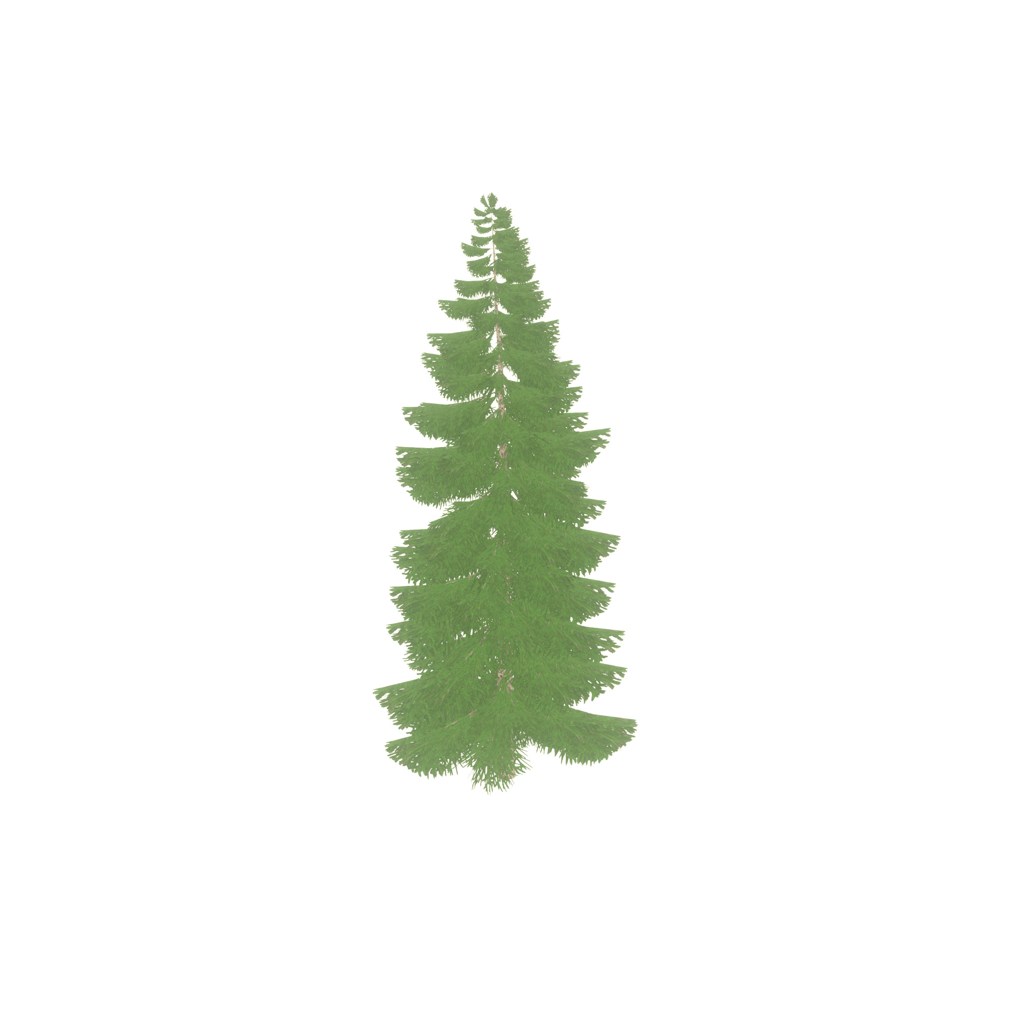 Spruce summer 12000mm Low-poly 3D model_37