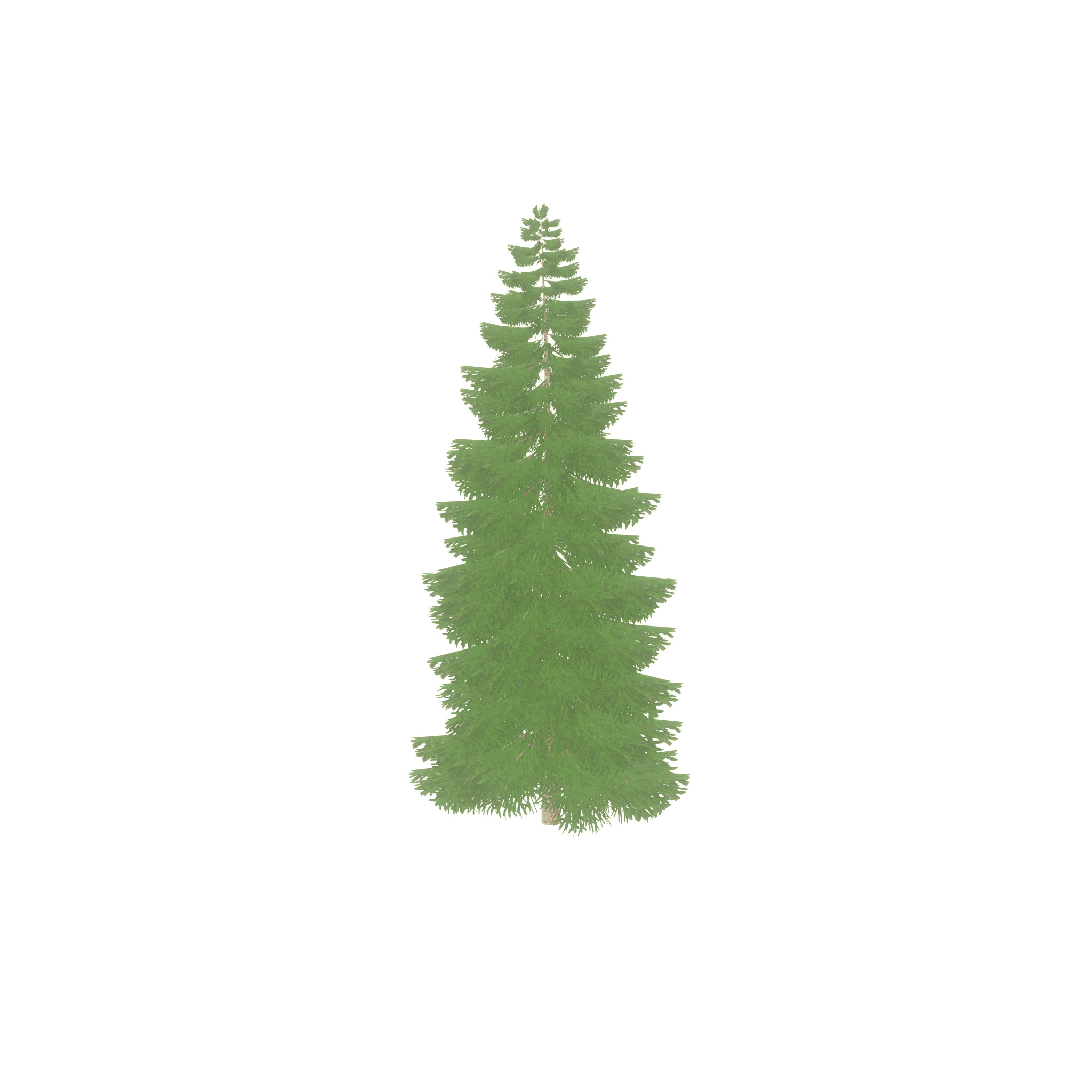 Spruce summer 12000mm Low-poly 3D model_46