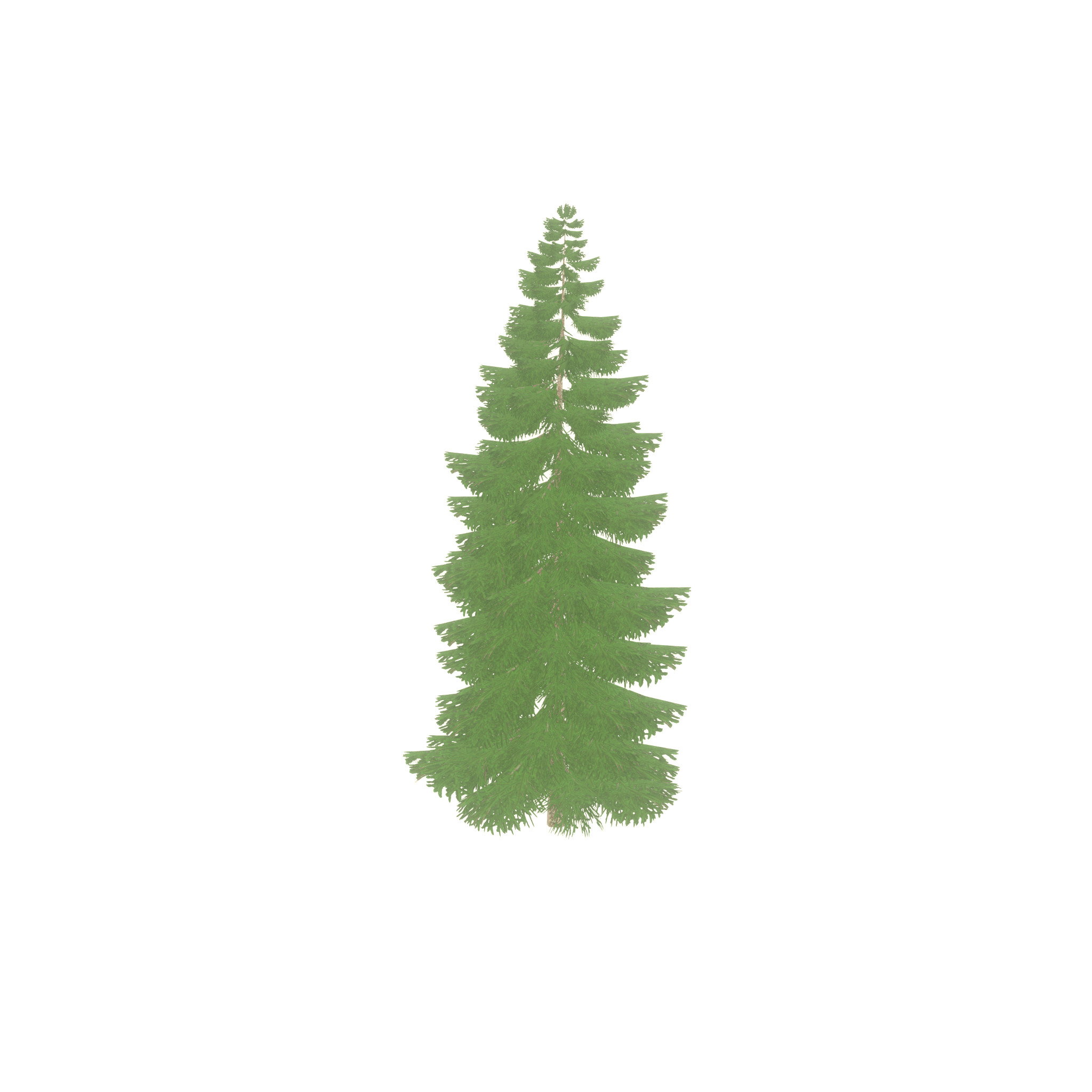 Spruce summer 12000mm Low-poly 3D model_56