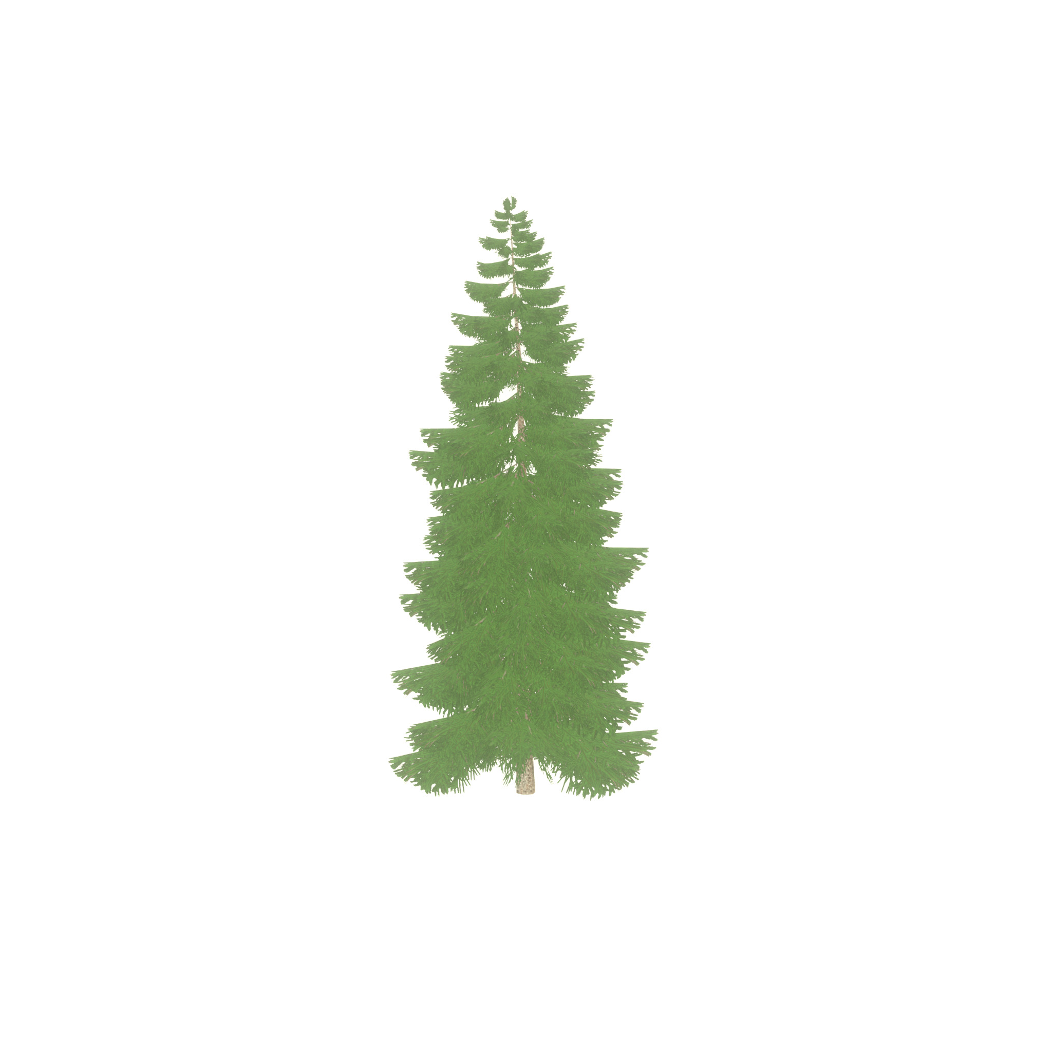 Spruce summer 12000mm Low-poly 3D model_43