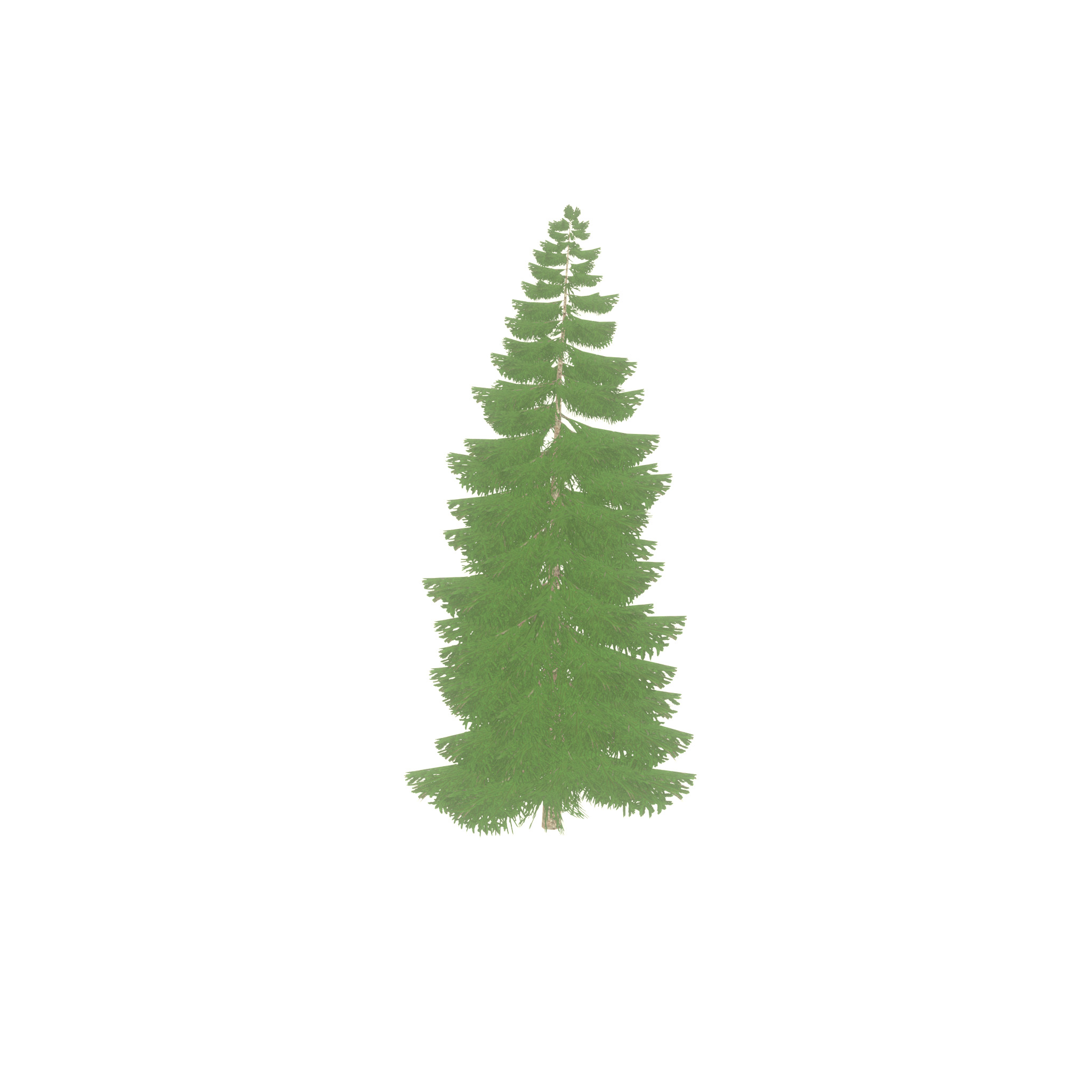 Spruce summer 12000mm Low-poly 3D model_27