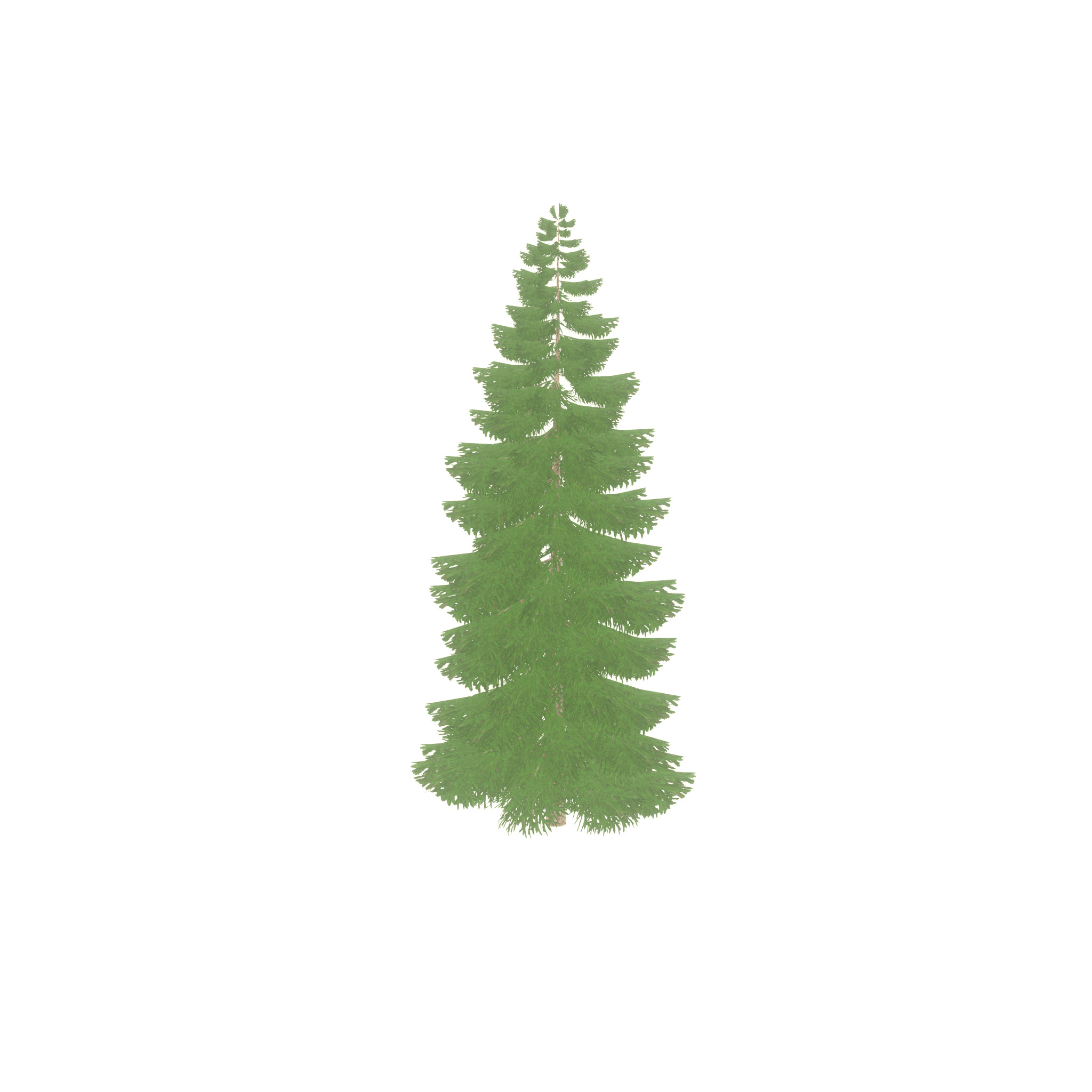 Spruce summer 12000mm Low-poly 3D model_47