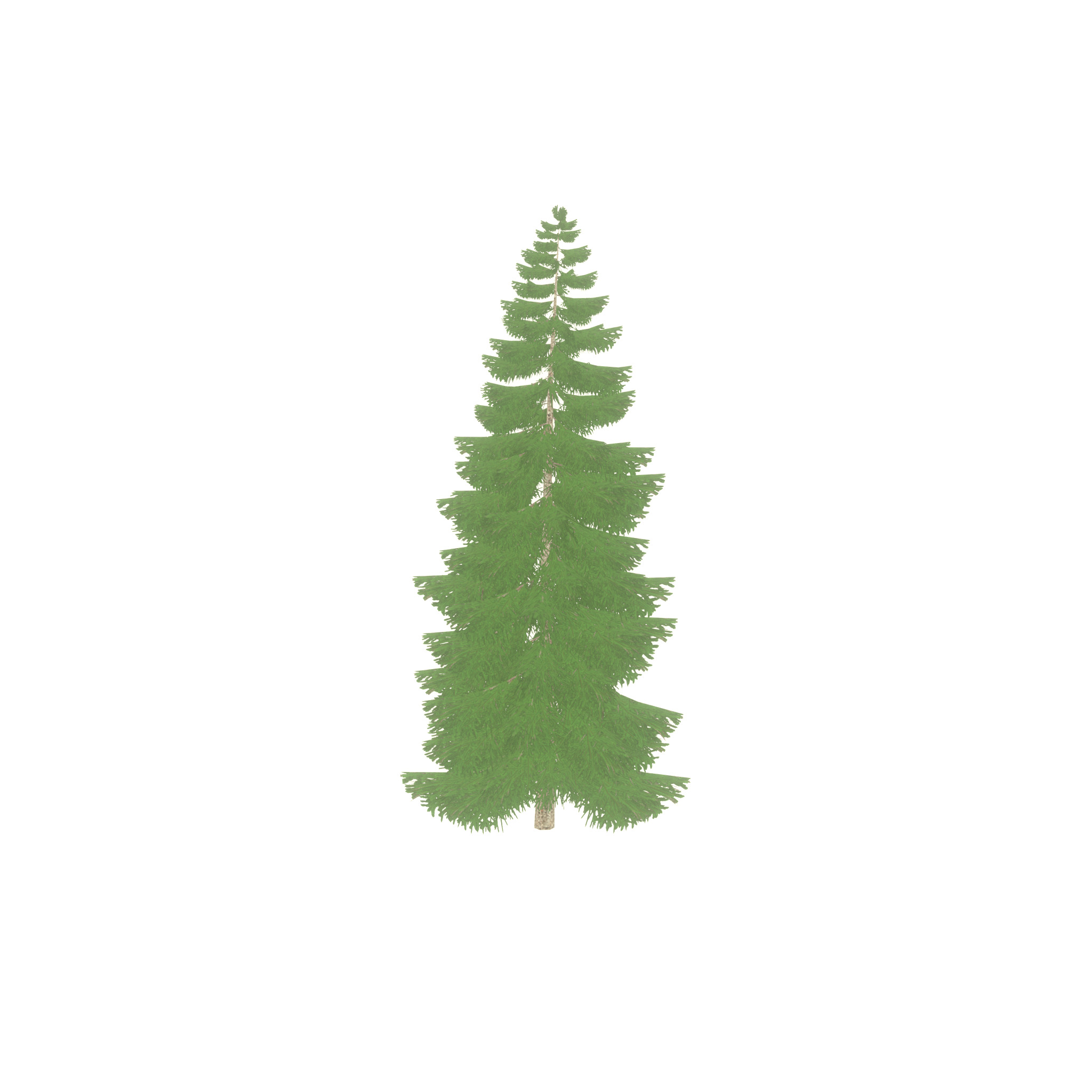 Spruce summer 12000mm Low-poly 3D model_29