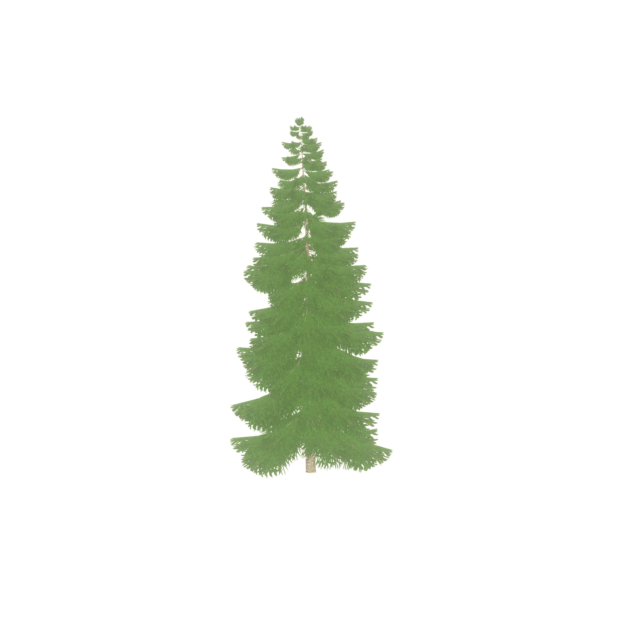 Spruce summer 12000mm Low-poly 3D model_45