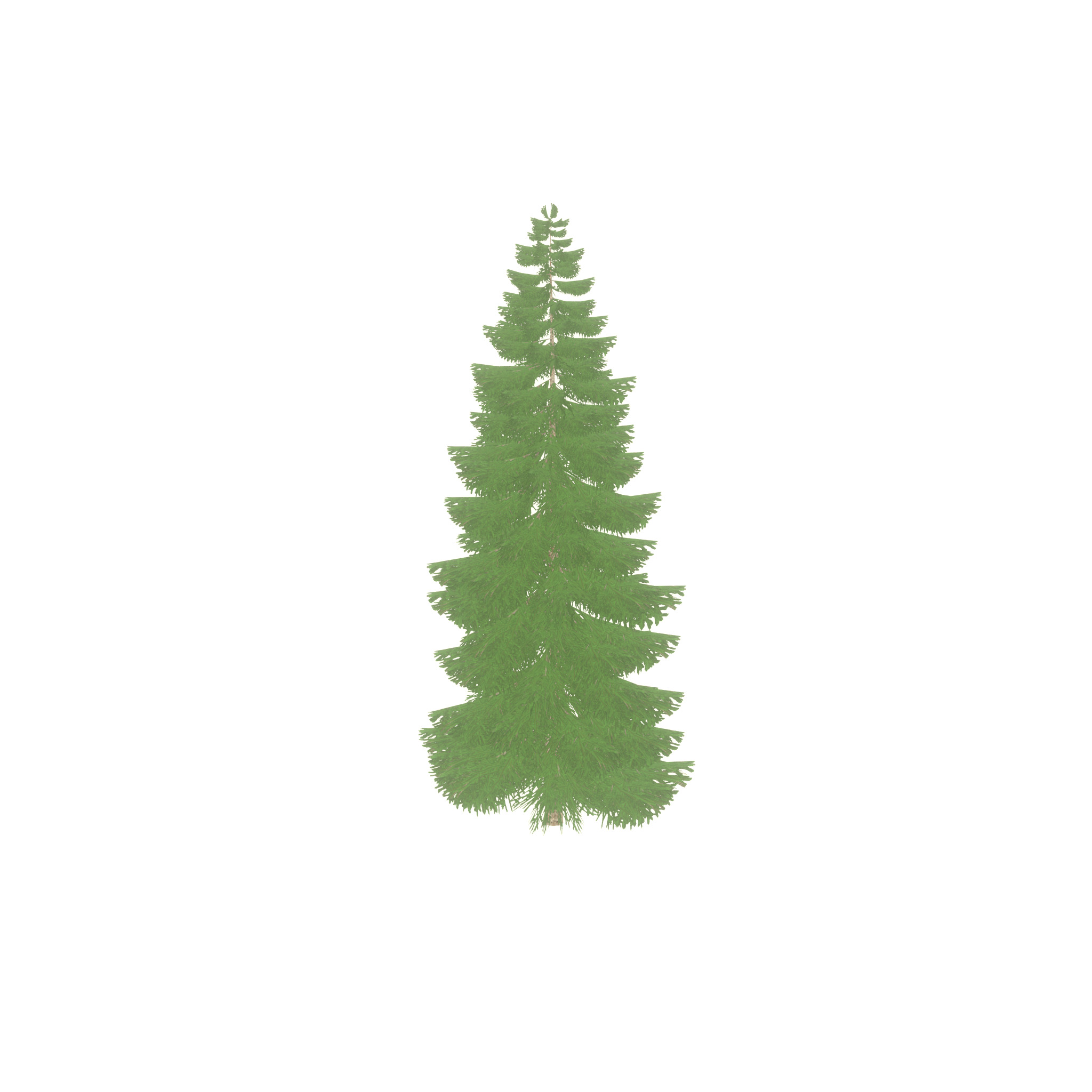 Spruce summer 12000mm Low-poly 3D model_51