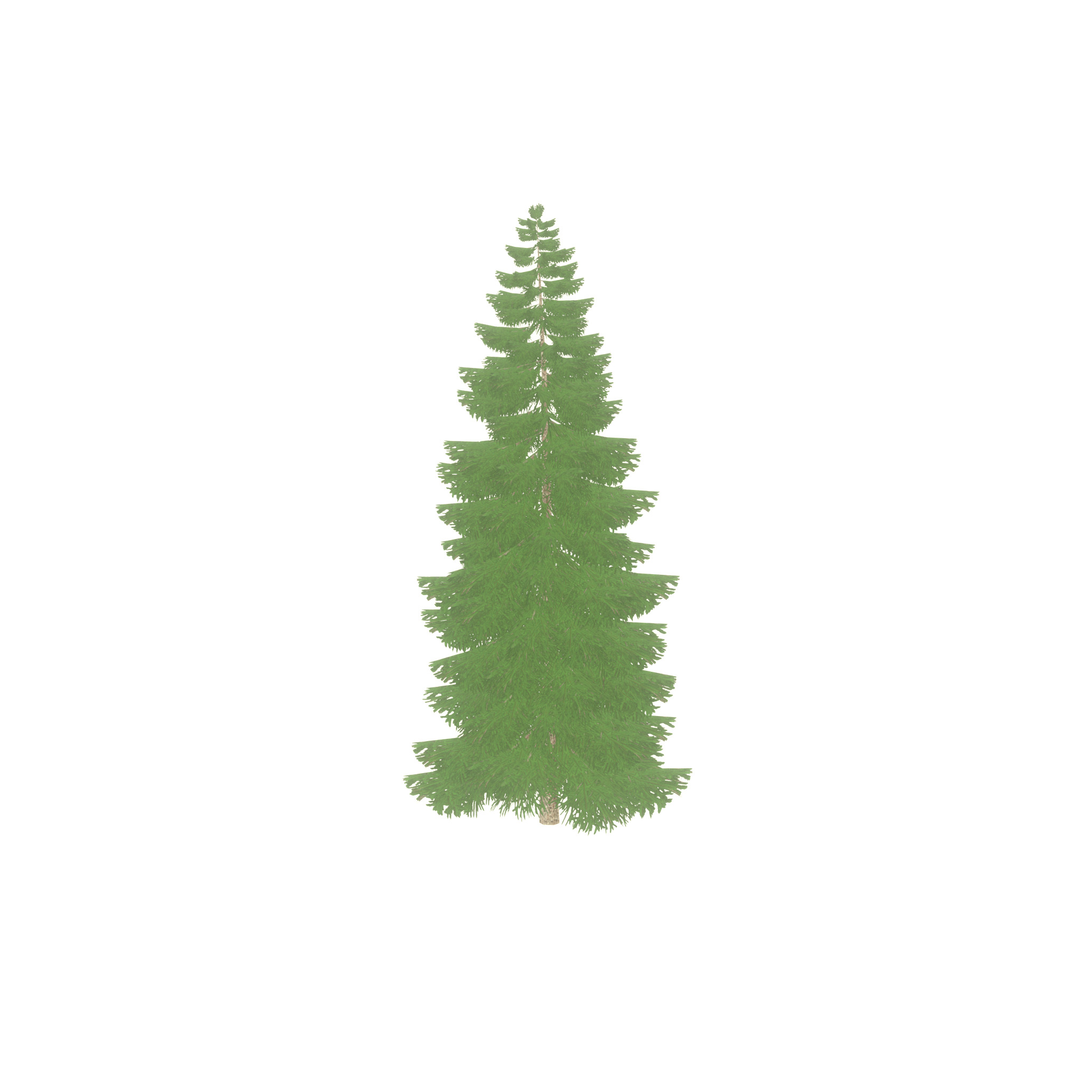 Spruce summer 12000mm Low-poly 3D model_40