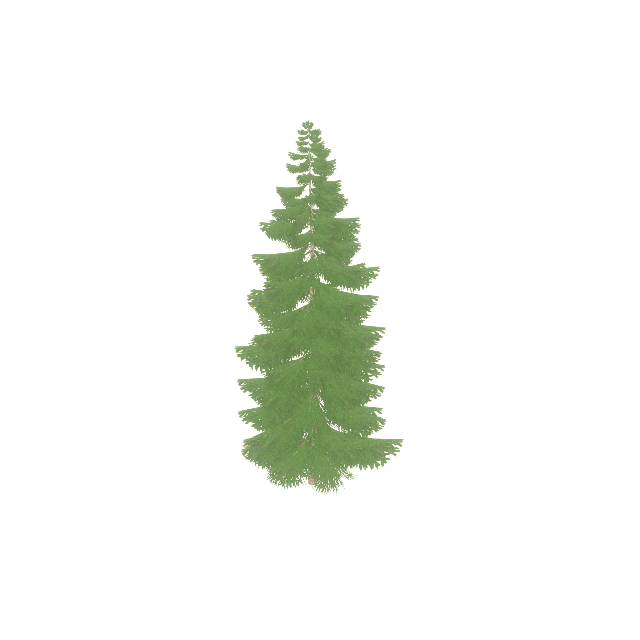 Spruce summer 12000mm Low-poly 3D model_32