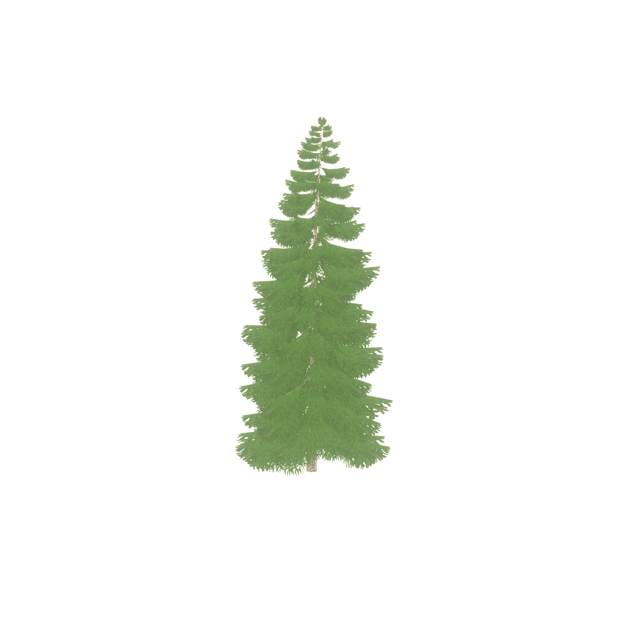 Spruce summer 12000mm Low-poly 3D model_23