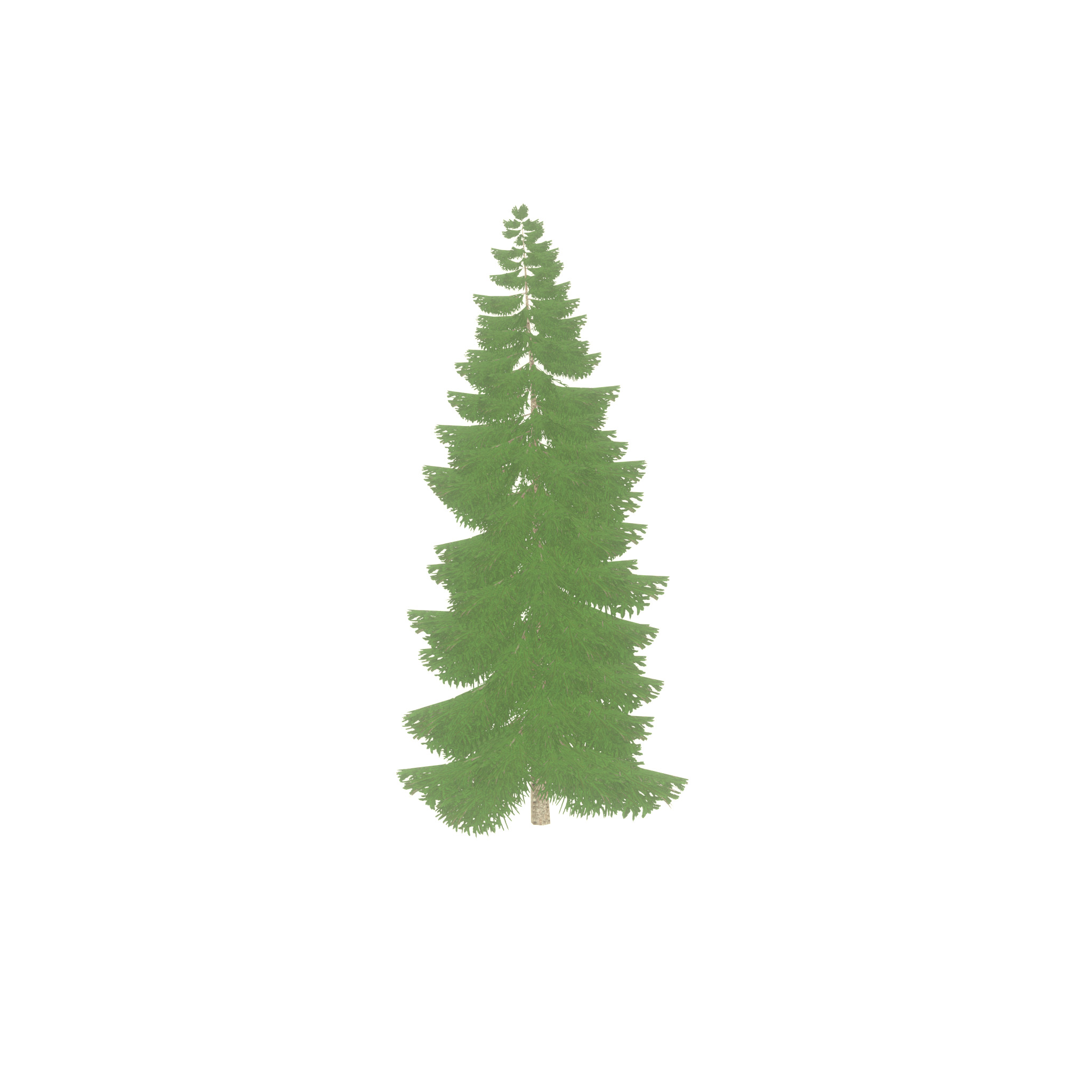 Spruce summer 12000mm Low-poly 3D model_42