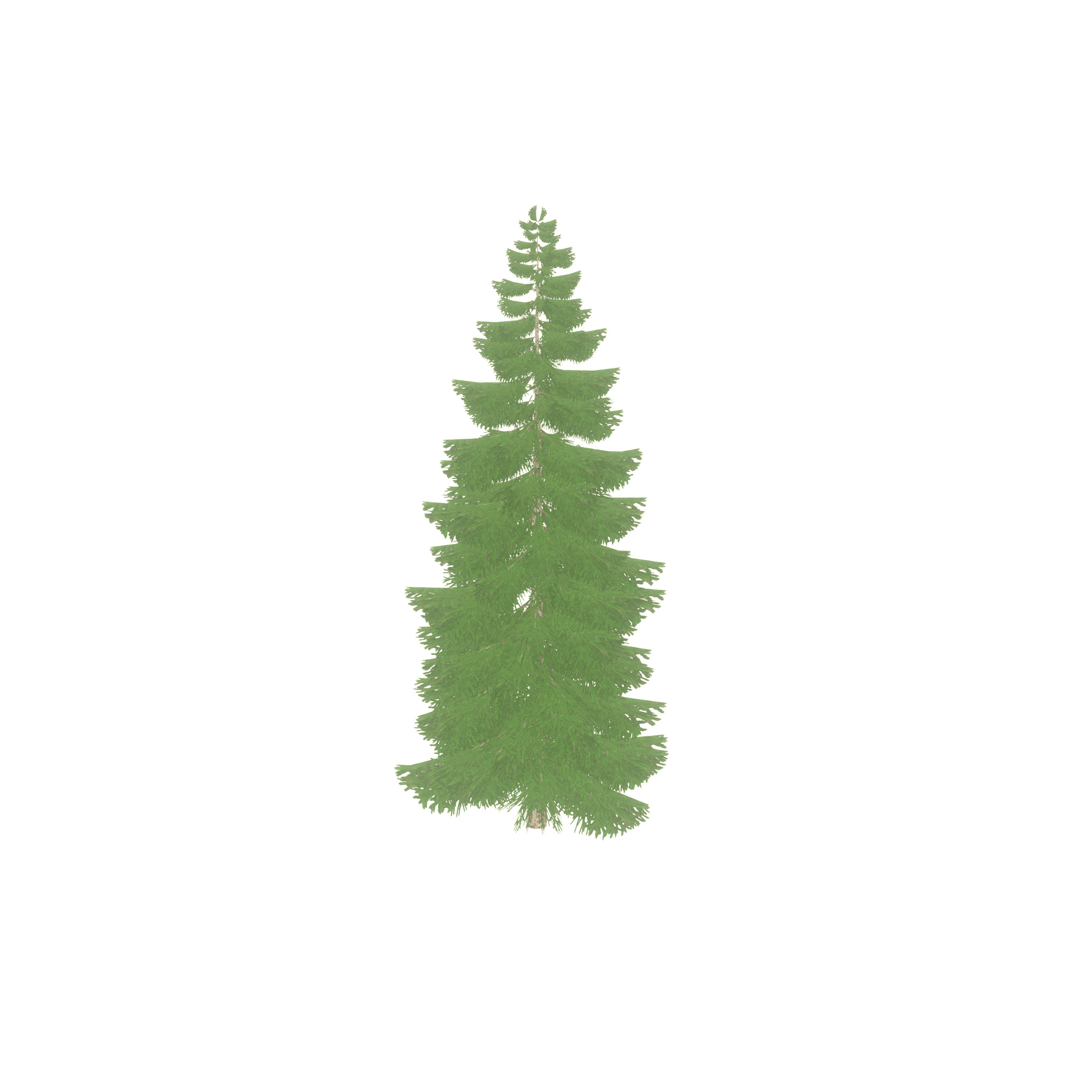 Spruce summer 12000mm Low-poly 3D model_35