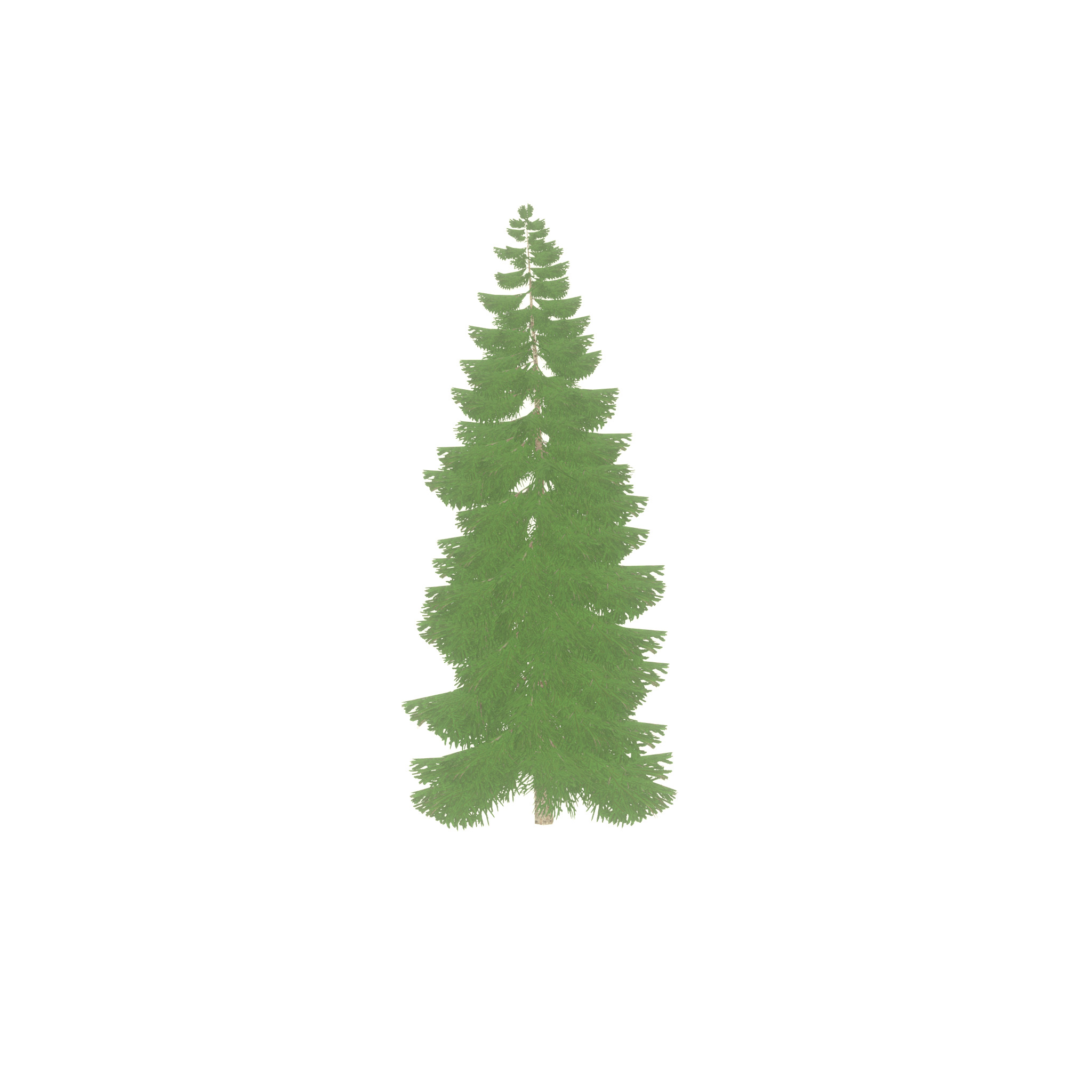 Spruce summer 12000mm Low-poly 3D model_41