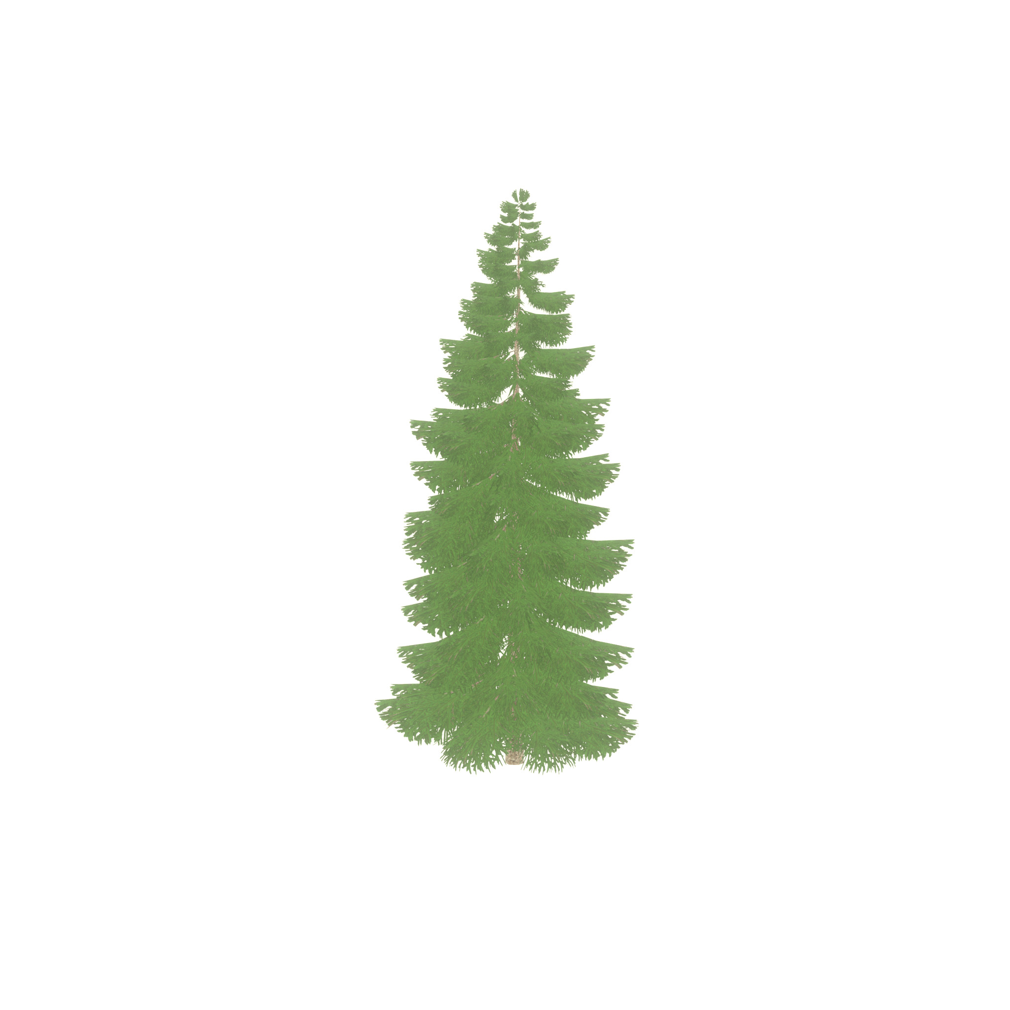 Spruce summer 12000mm Low-poly 3D model_54
