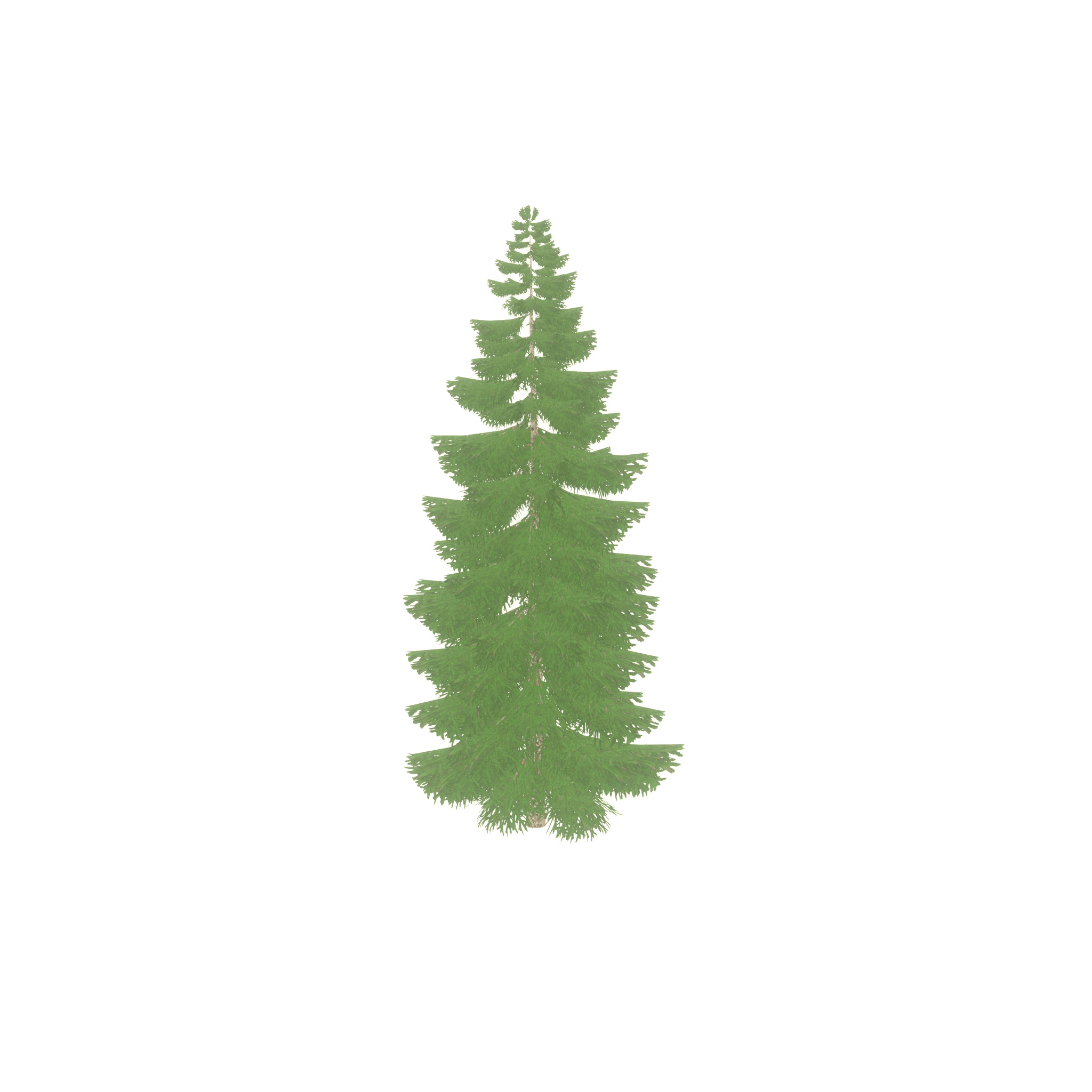 Spruce summer 12000mm Low-poly 3D model_44