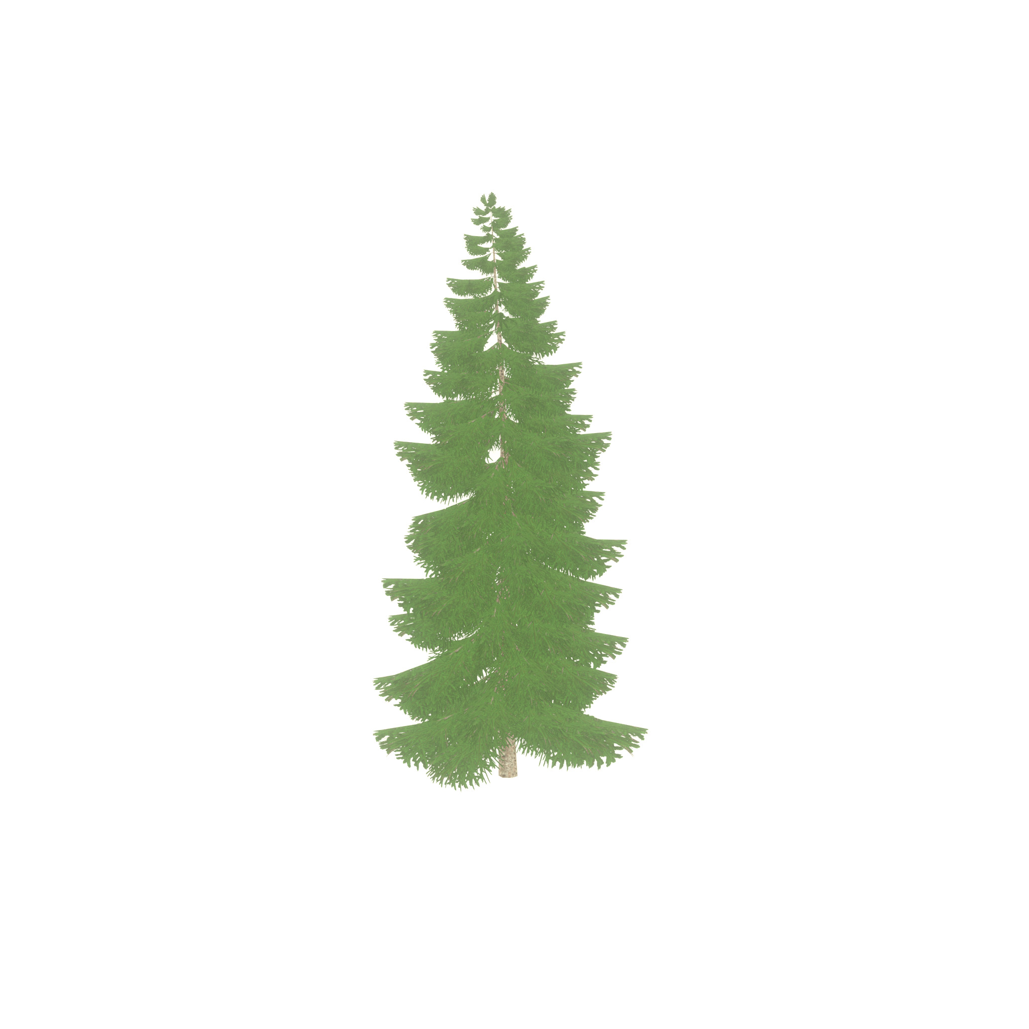 Spruce summer 12000mm Low-poly 3D model_39