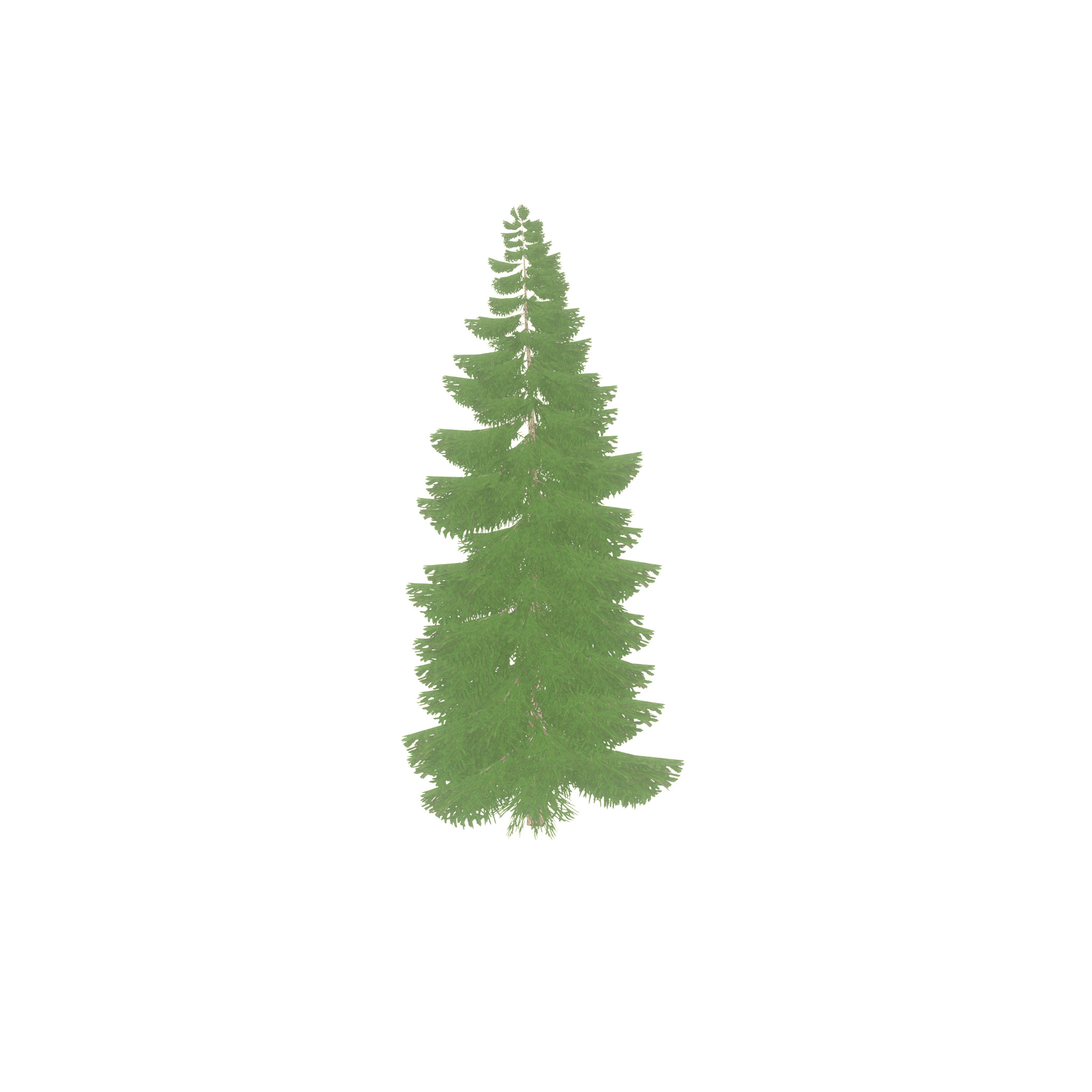 Spruce summer 12000mm Low-poly 3D model_36