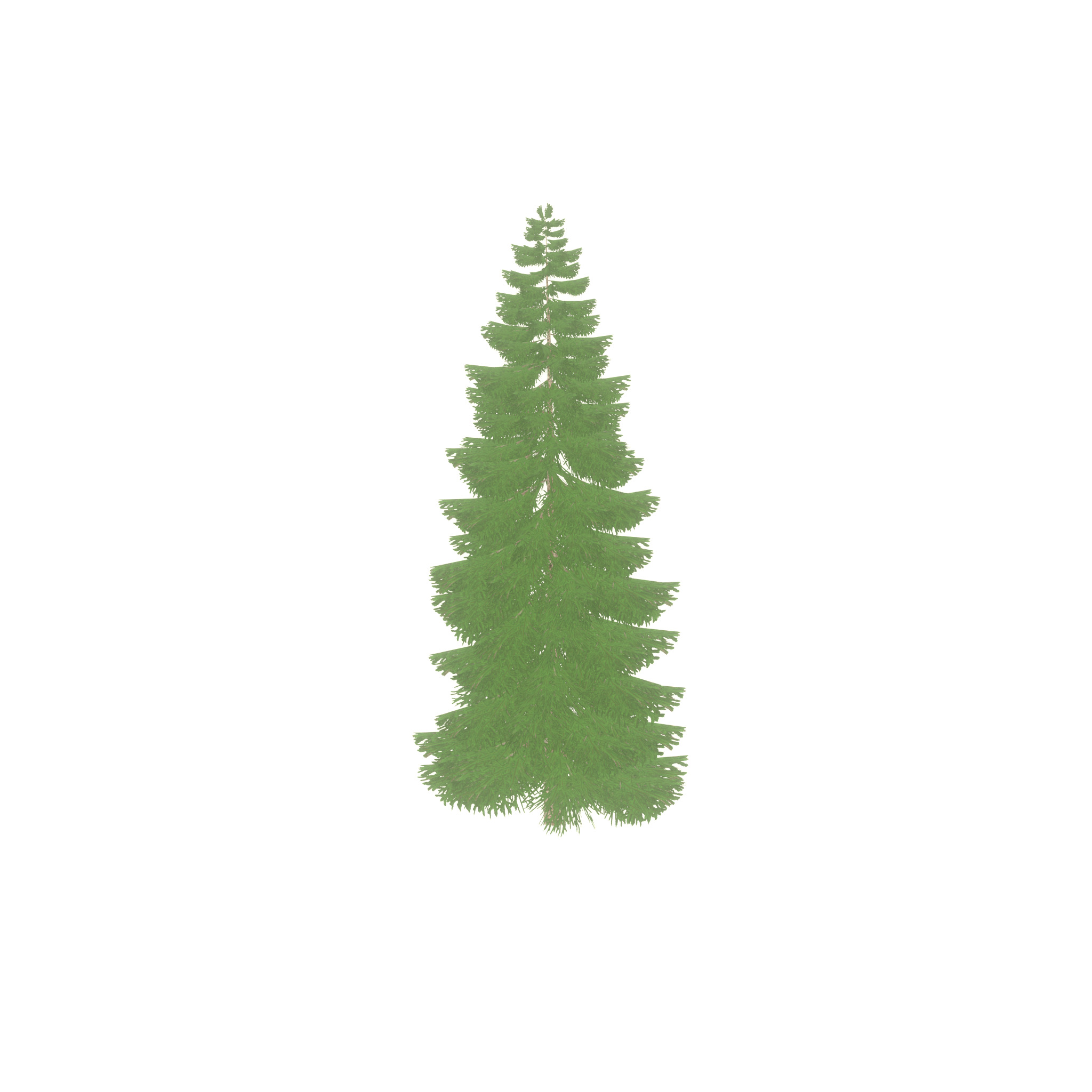 Spruce summer 12000mm Low-poly 3D model_49