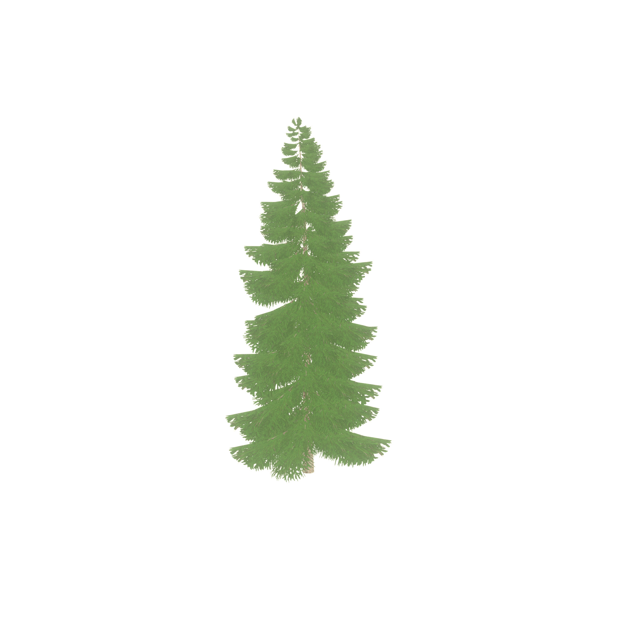 Spruce summer 12000mm Low-poly 3D model_38