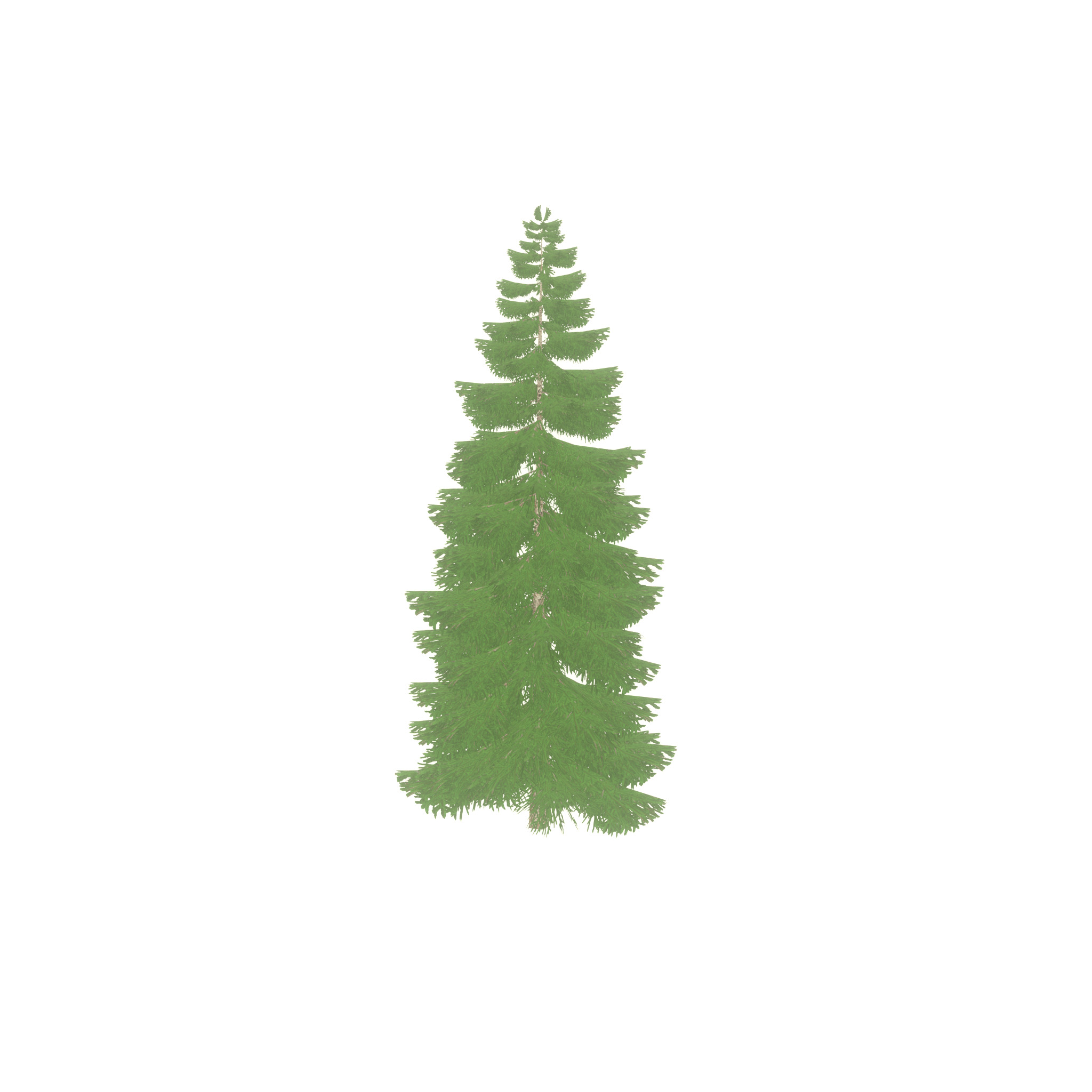 Spruce summer 12000mm Low-poly 3D model_31