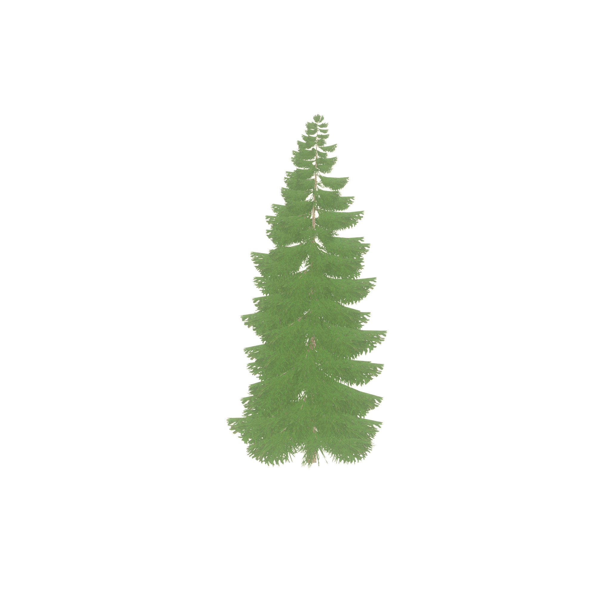 Spruce summer 12000mm Low-poly 3D model_24