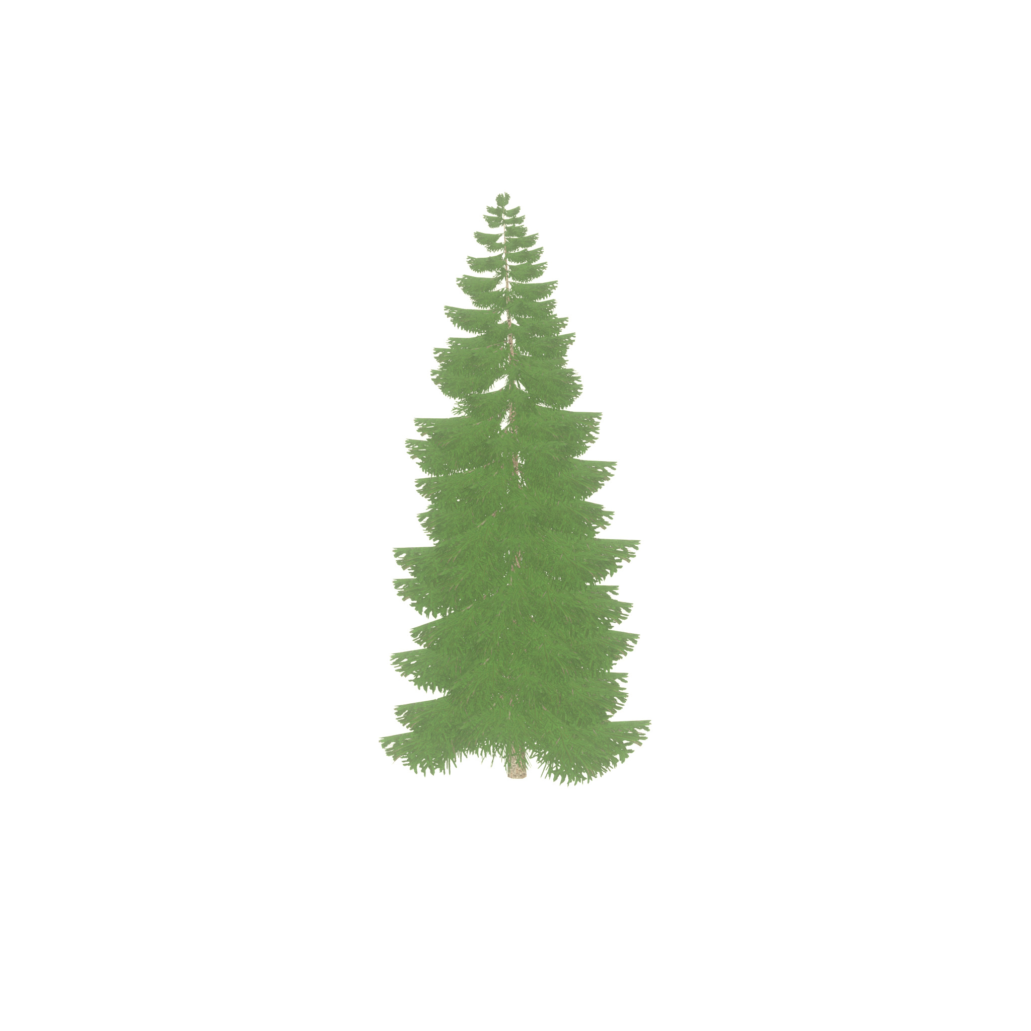 Spruce summer 12000mm Low-poly 3D model_48