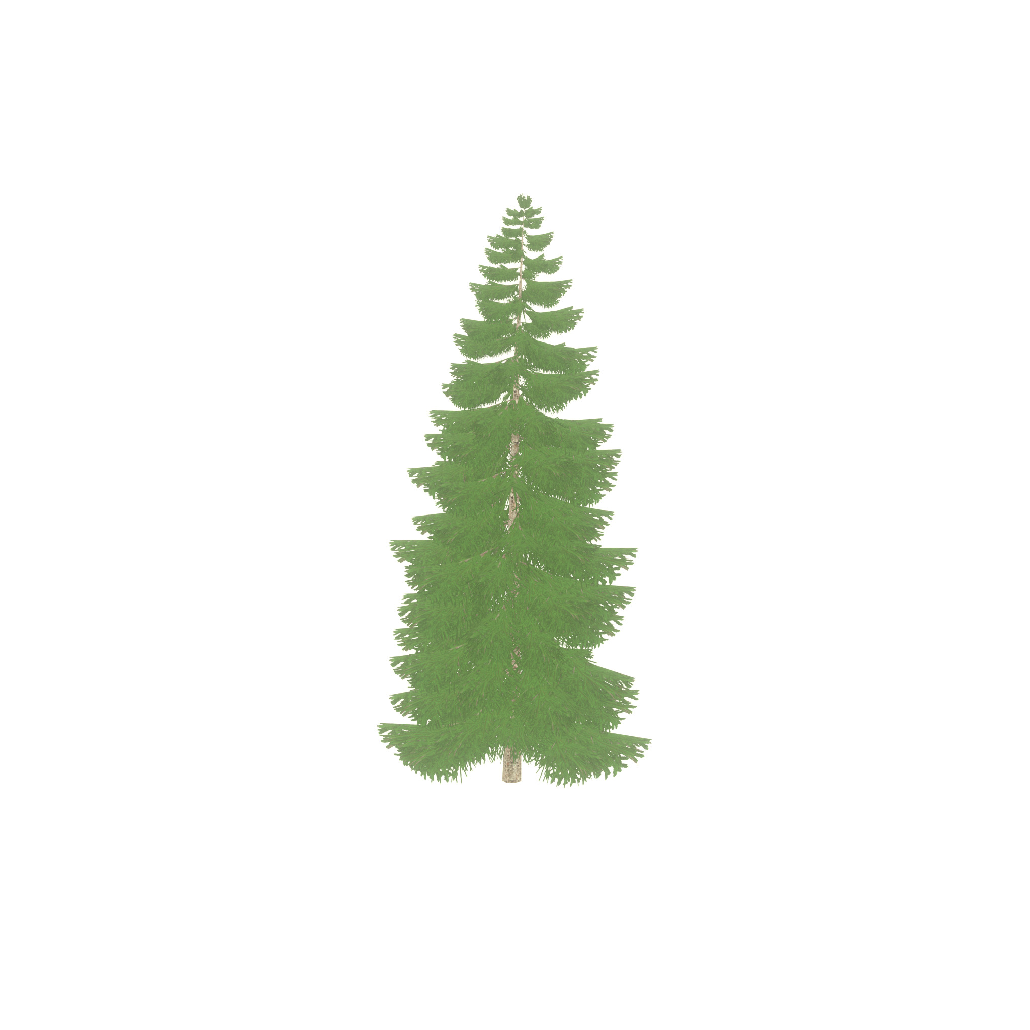 Spruce summer 12000mm Low-poly 3D model_21