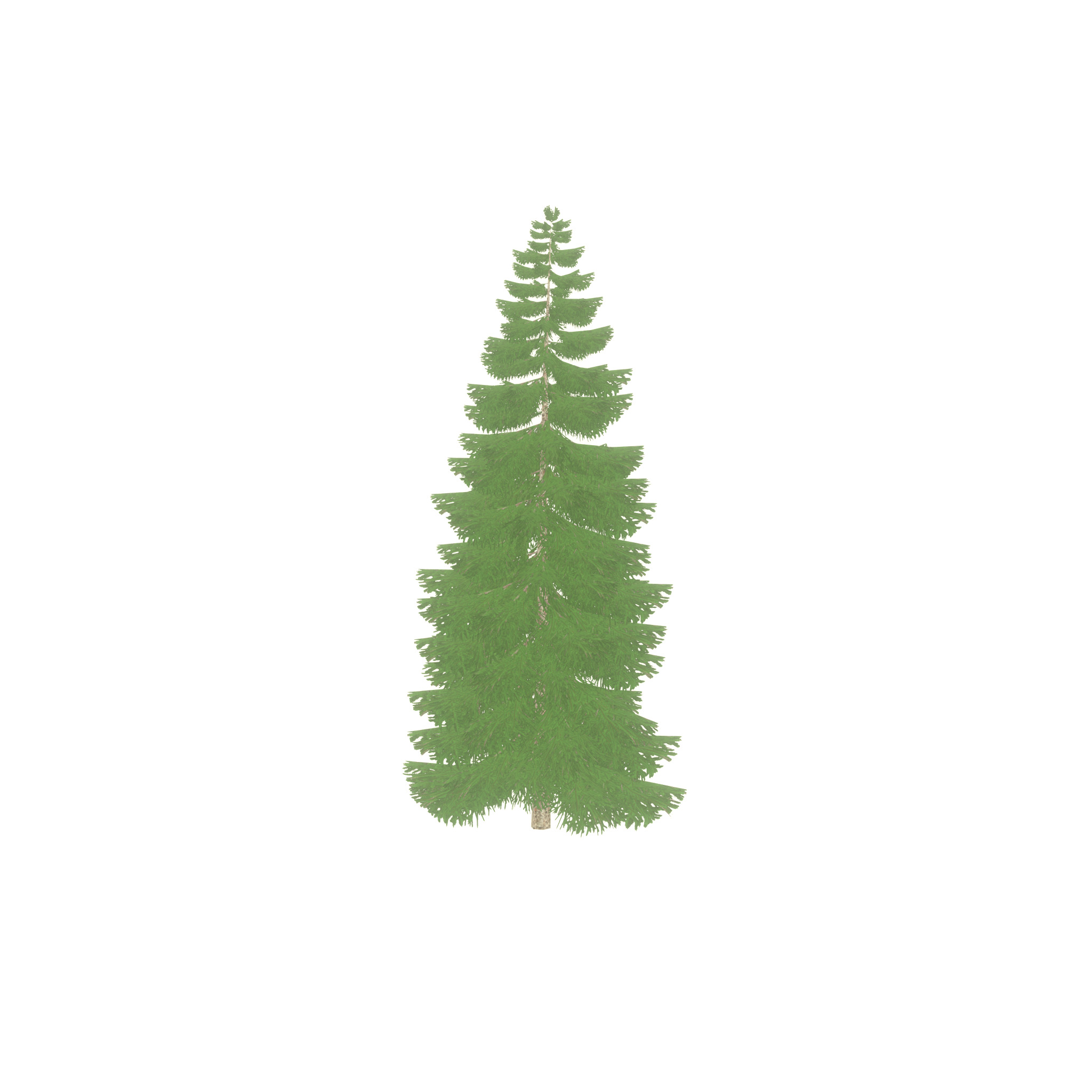 Spruce summer 12000mm Low-poly 3D model_52