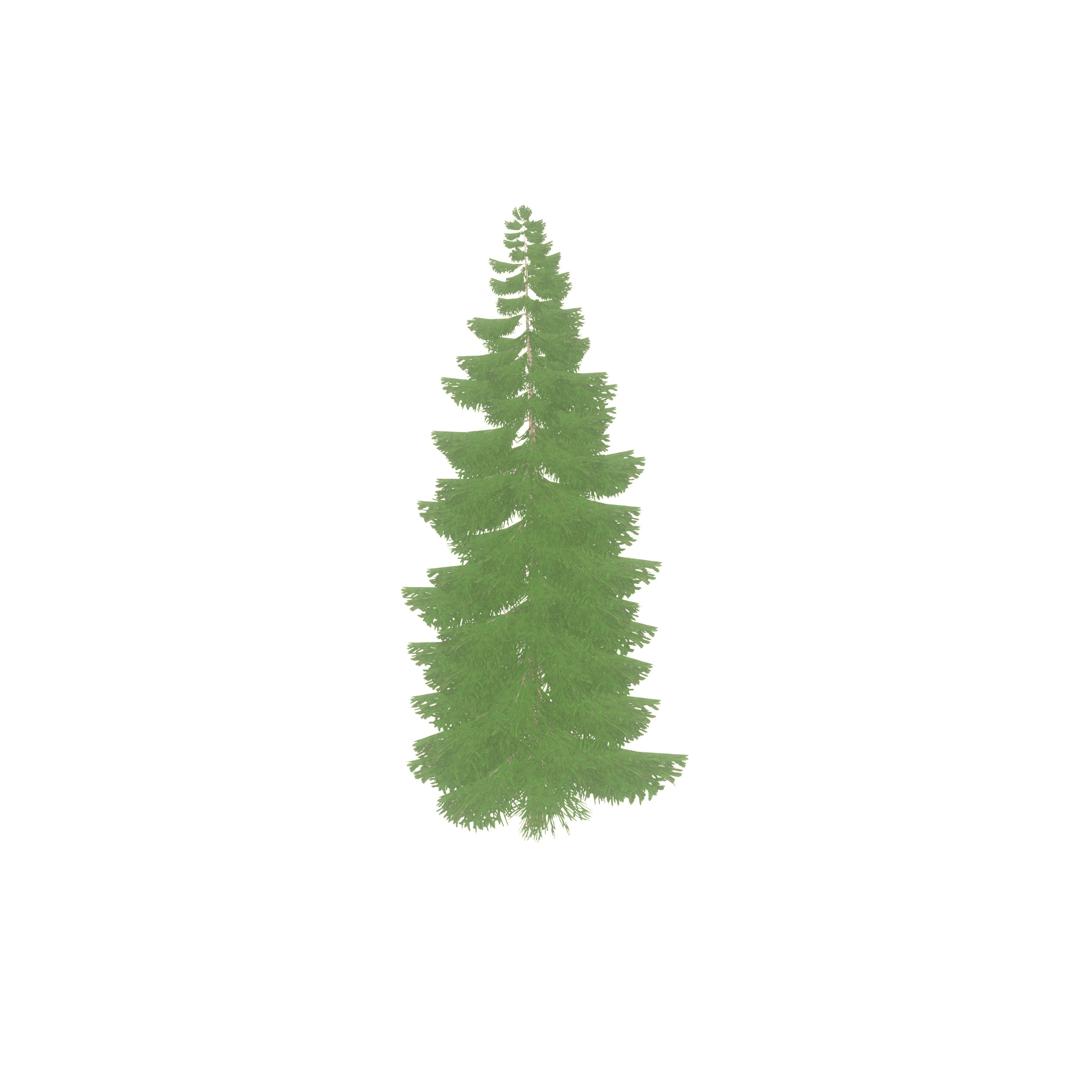 Spruce summer 12000mm Low-poly 3D model_34