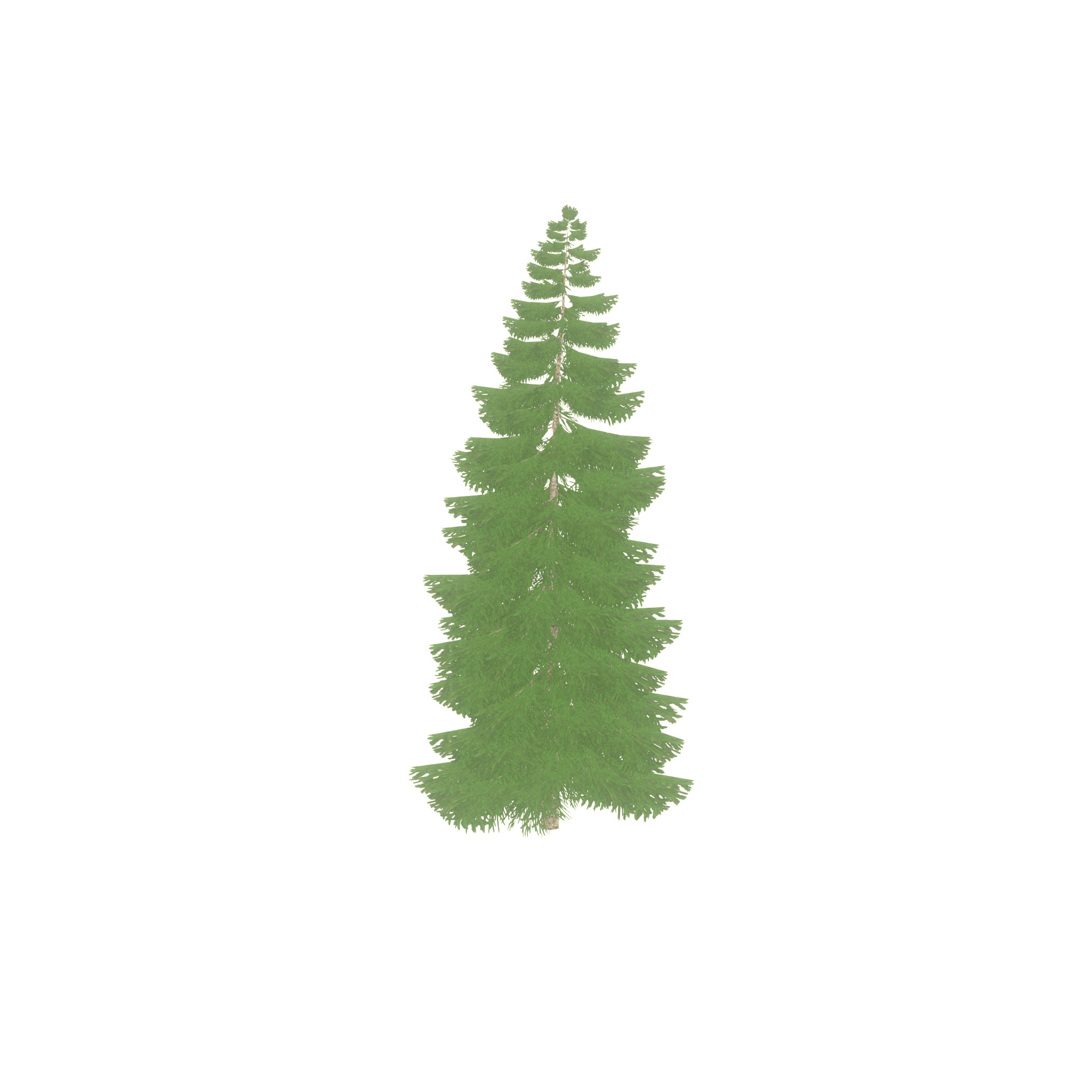 Spruce summer 12000mm Low-poly 3D model_30