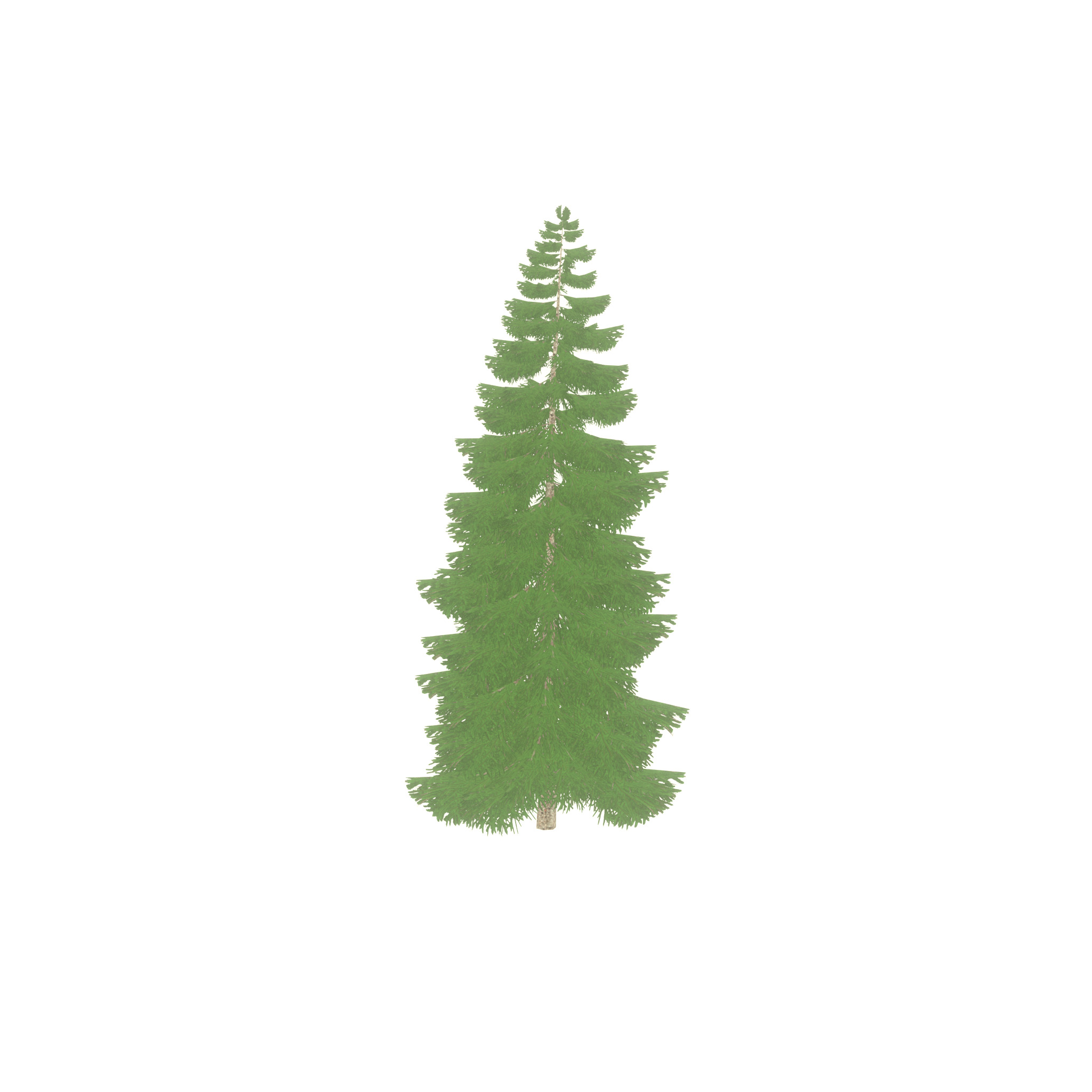 Spruce summer 12000mm Low-poly 3D model_28