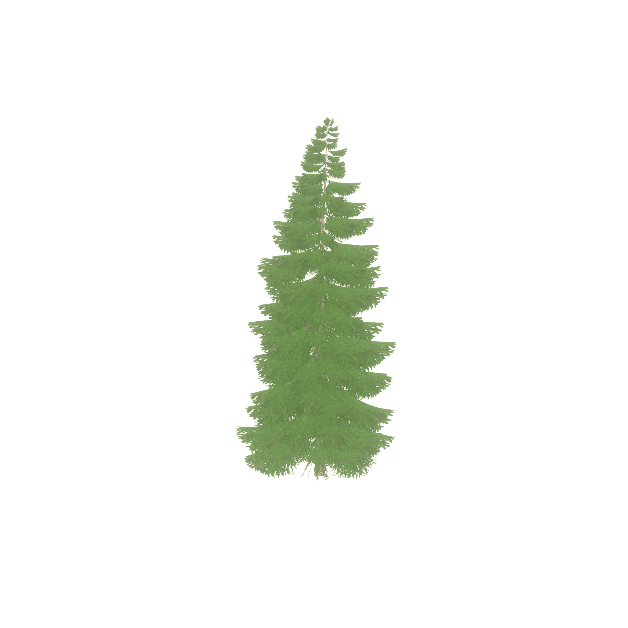 Spruce summer 12000mm Low-poly 3D model_25