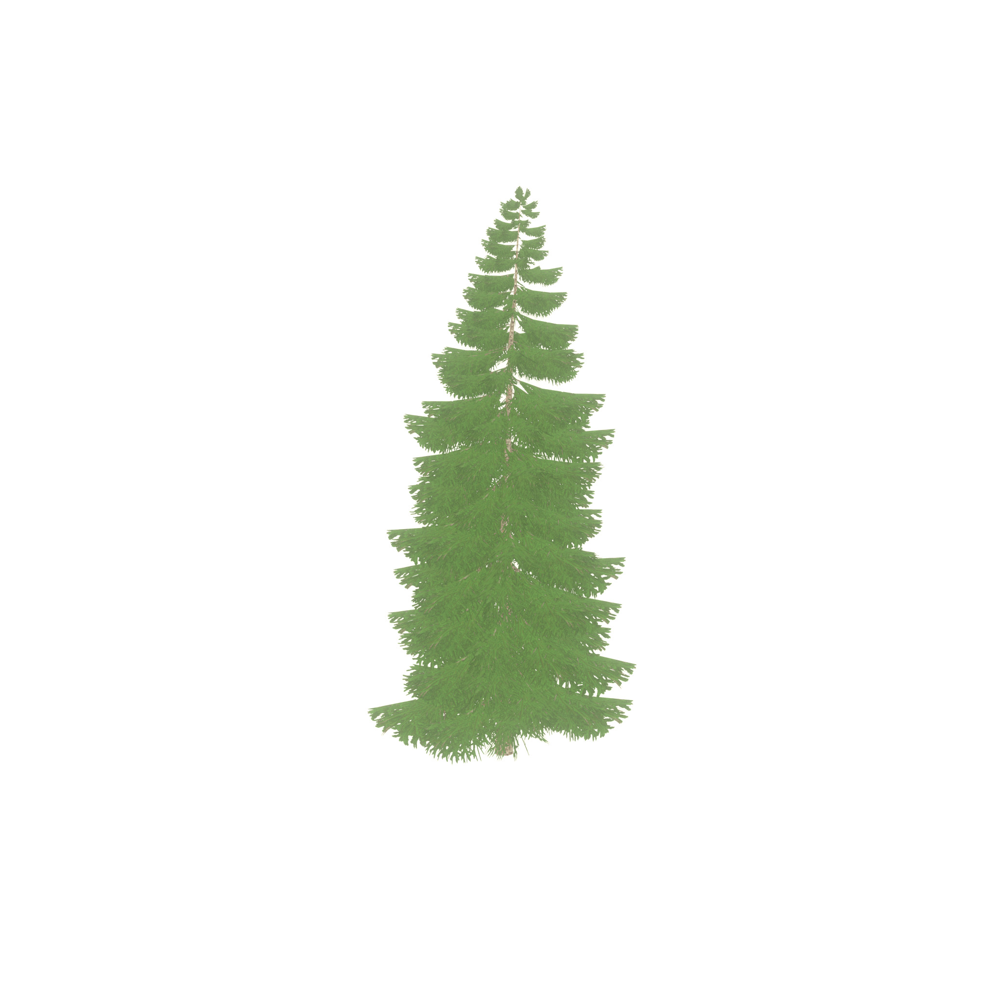 Spruce summer 12000mm Low-poly 3D model_50