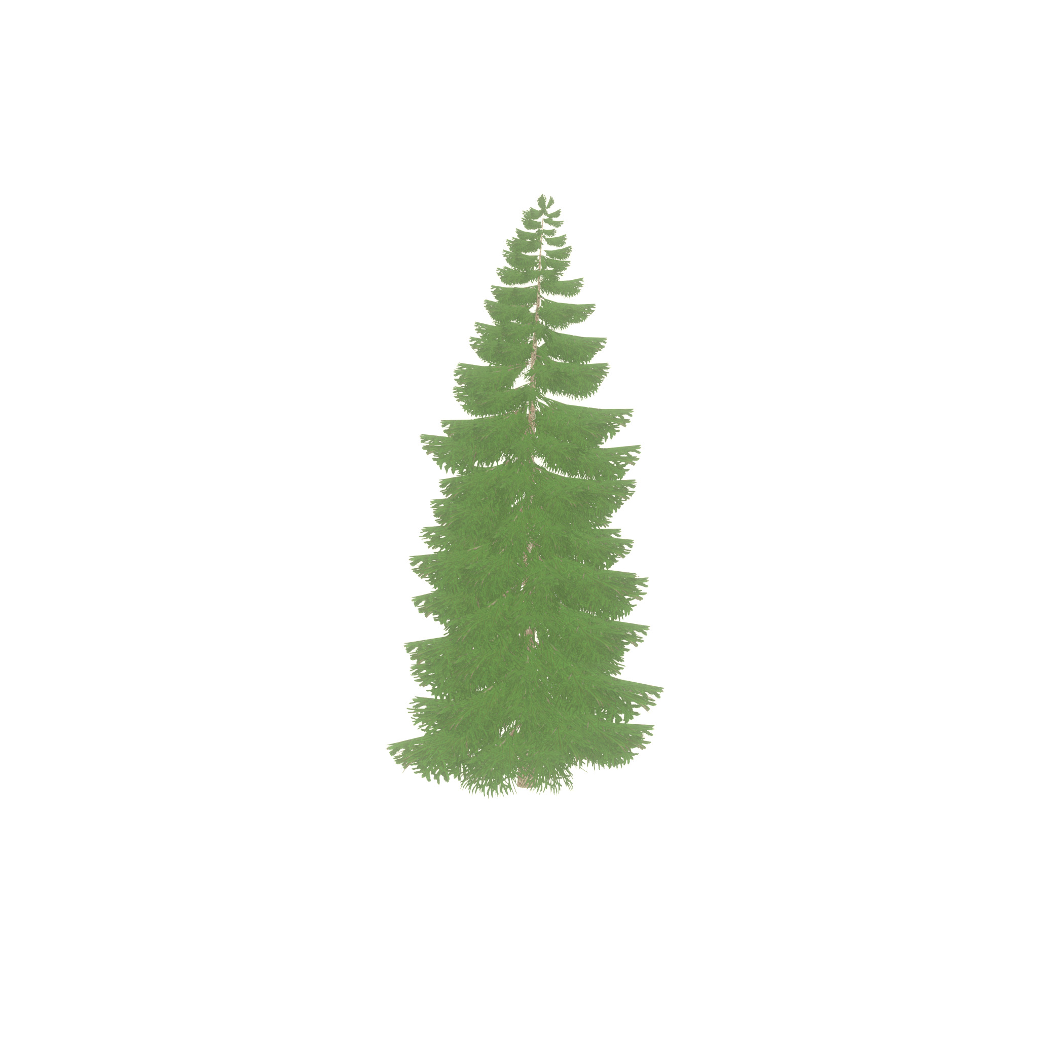 Spruce summer 12000mm Low-poly 3D model_55