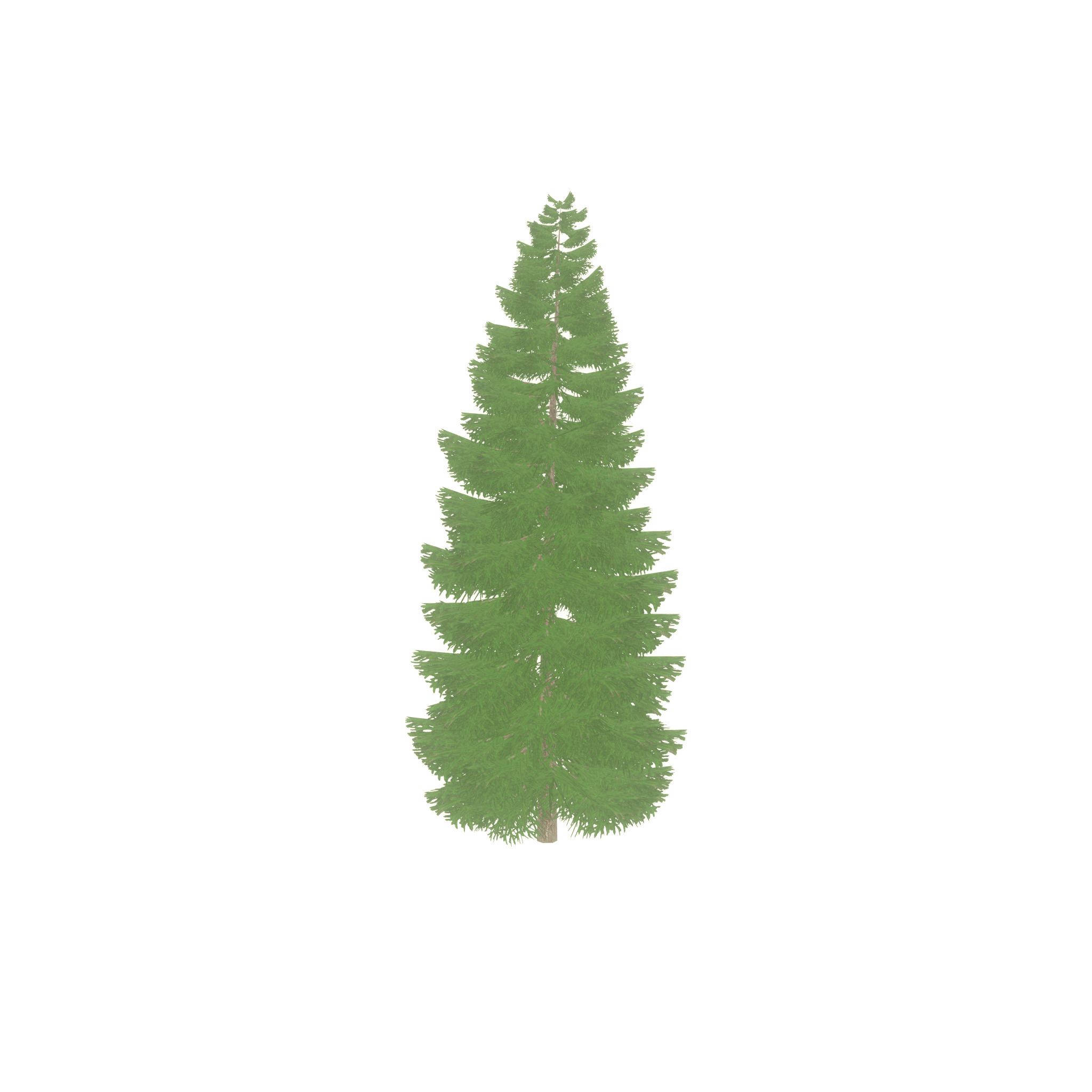 Spruce summer solitary 21000mm Low-poly 3D model_31