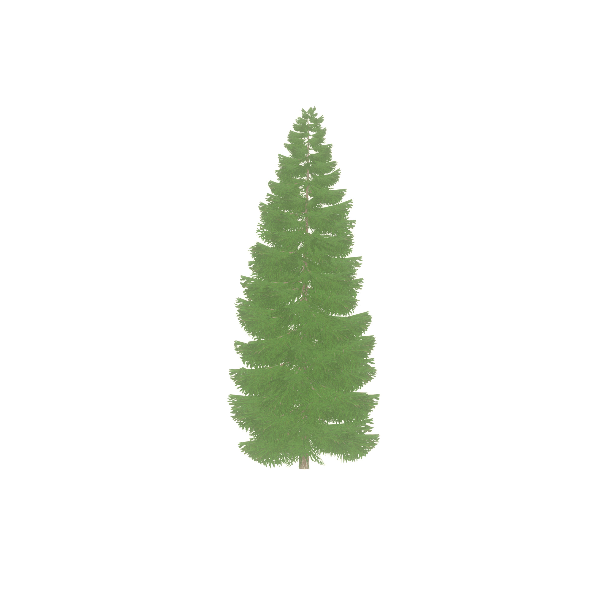 Spruce summer solitary 21000mm Low-poly 3D model_26